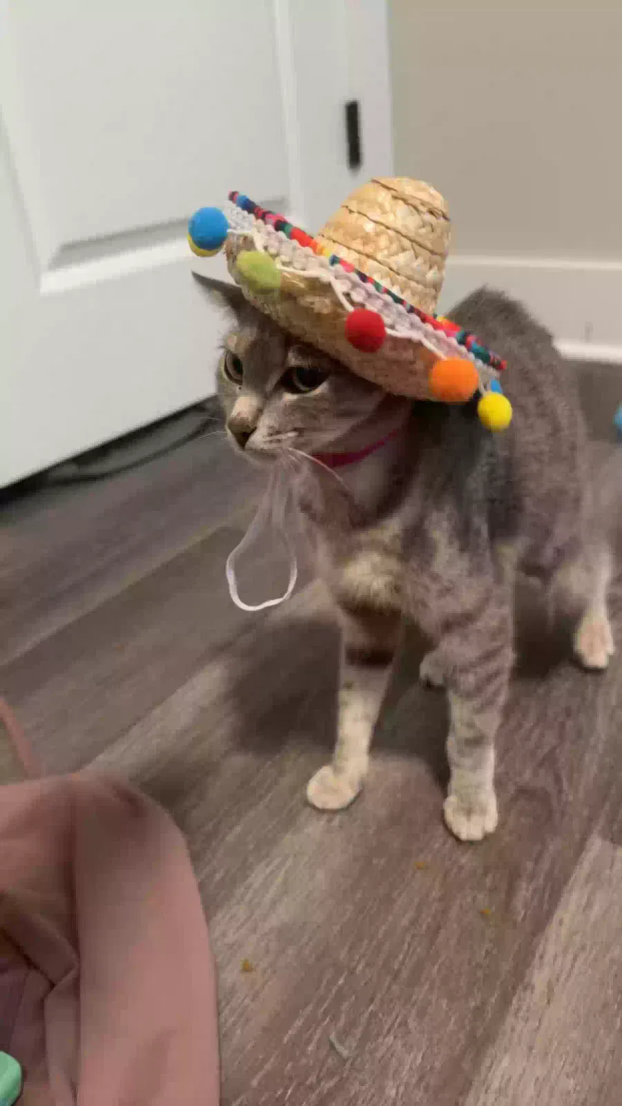 Annamarie, Domestic short hair Cat for adoption in Selma, NC, 27576