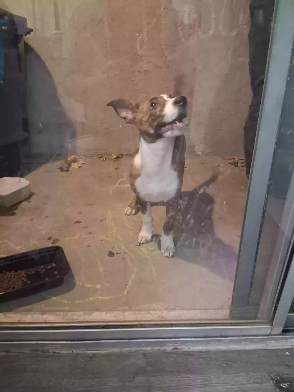 Dog, Unknown Dog for adoption in Bakersfield, CA, 93308