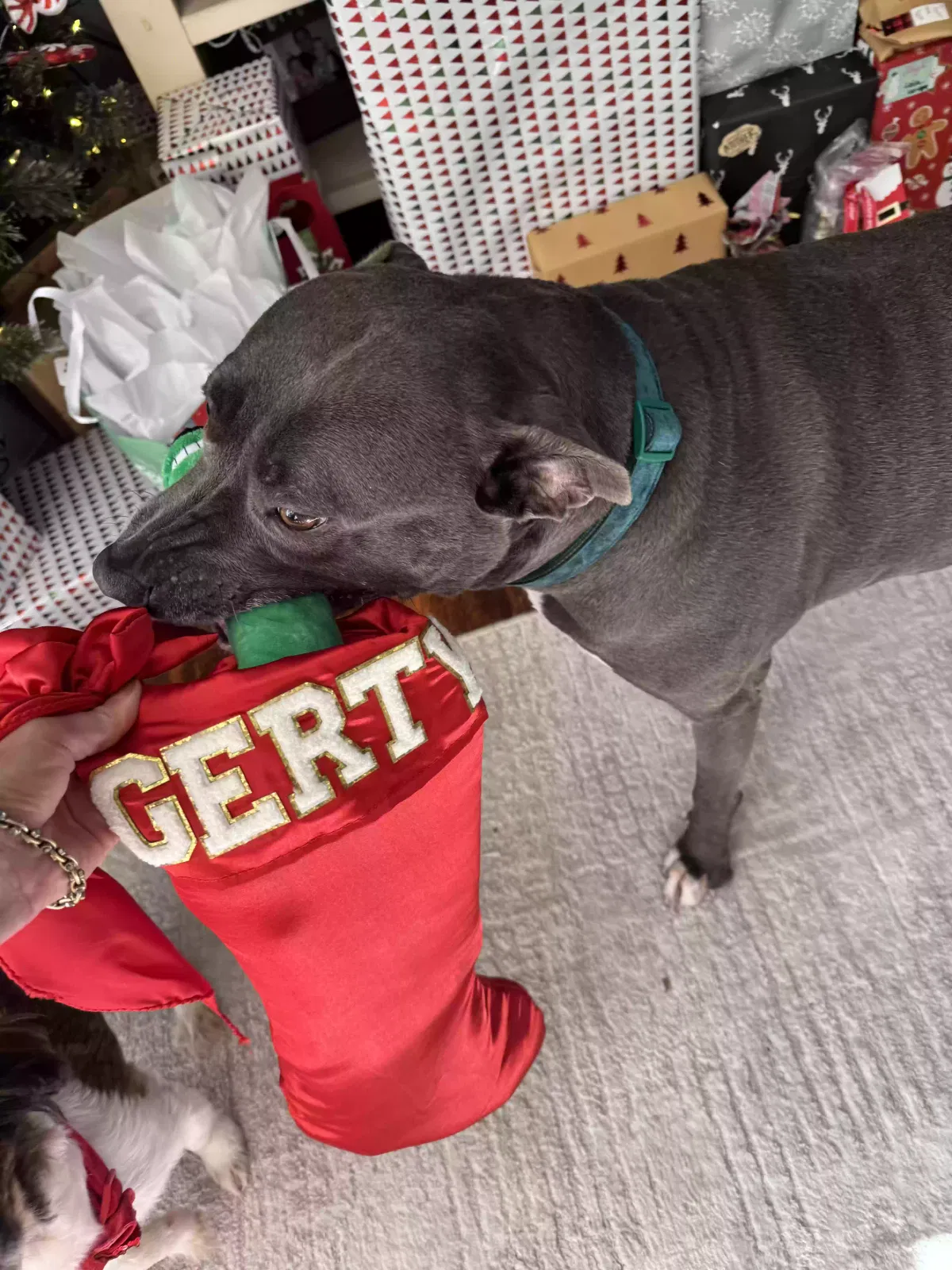 Gerty, Unknown Dog for adoption in Ocean Springs, MS, 39564