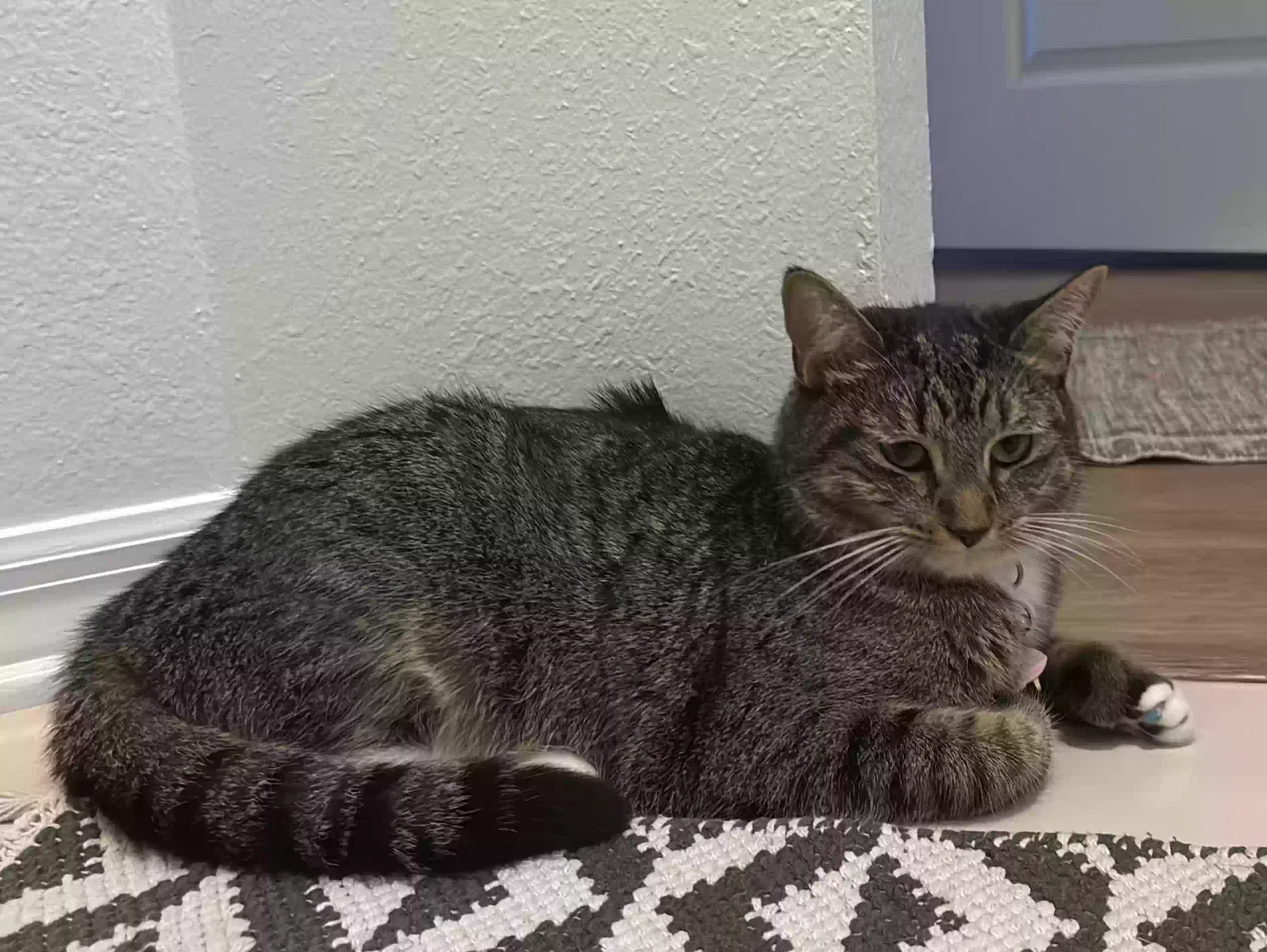 Cleo, Siamese Mix Cat for adoption in Wesley Chapel, FL, 33544