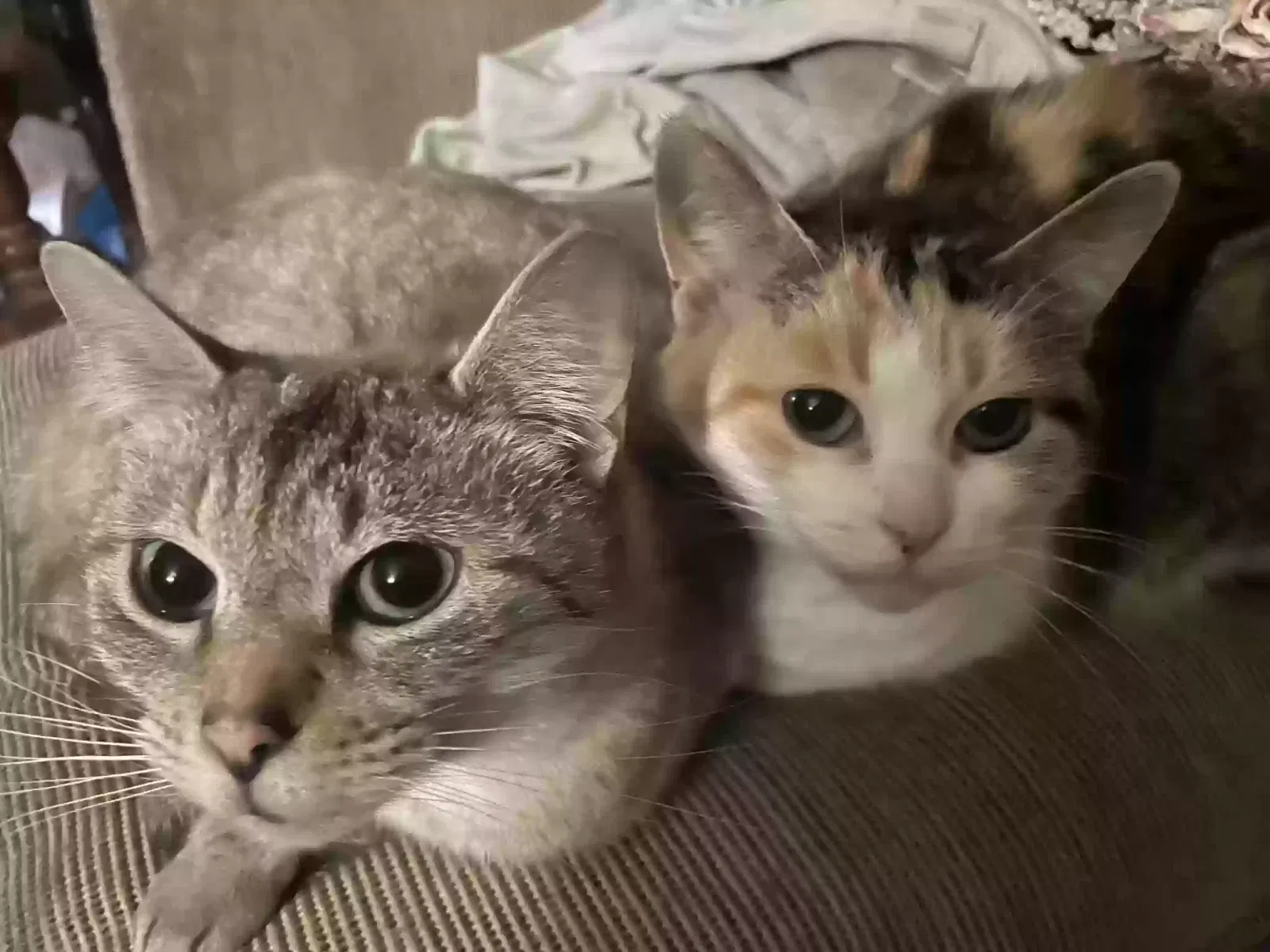 Bunnie, Tabby seal point Cat for adoption in Toledo, OH, 43615