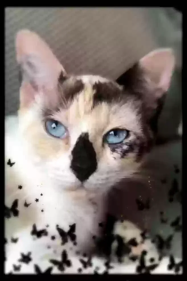 Billie blue, Diluted snow/ calico Cat for adoption in Toledo, OH, 43615