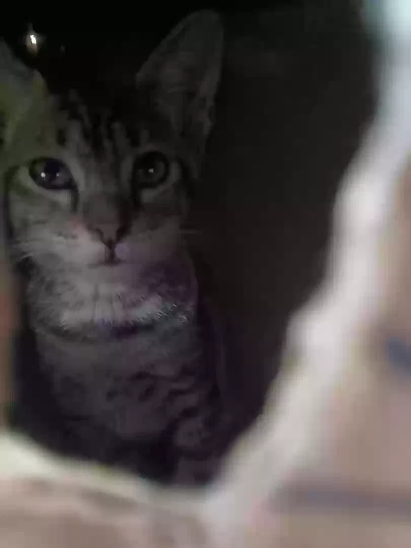 Tiramisu, Unknown Cat for adoption in Fort Smith, AR, 72904