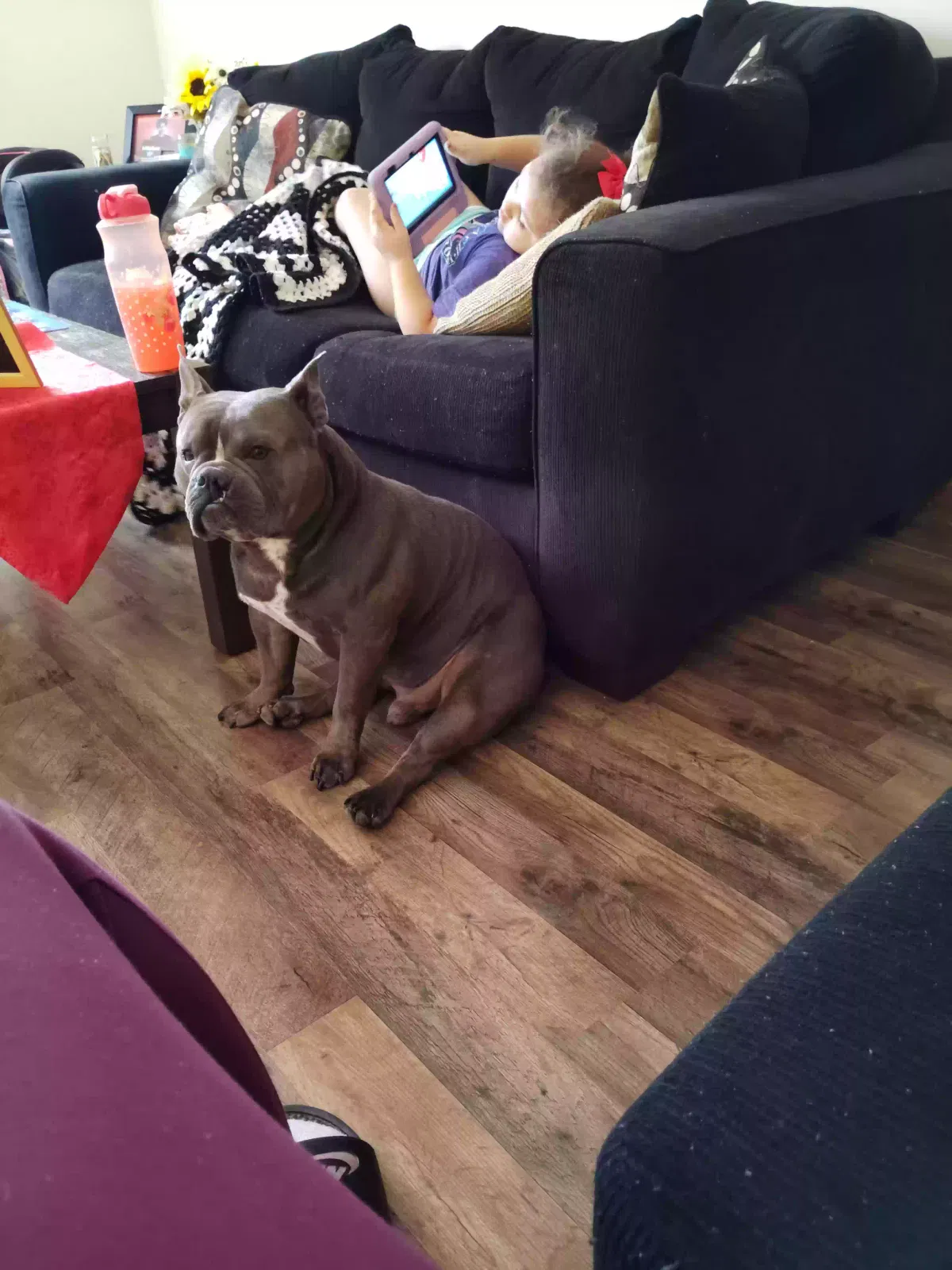 Chewy, Bully Dog for adoption in Johnson City, TN, 37601