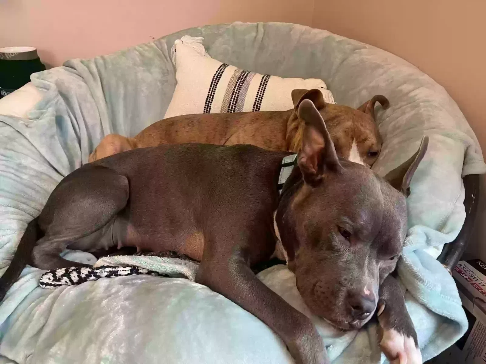 Baby girl, Pit/boxer Dog for adoption in New Albany, IN, 47150