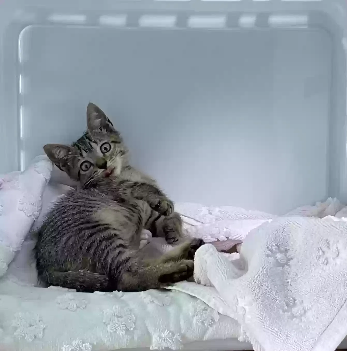 Cat, Unknown Cat for adoption in Flushing, NY, 11358