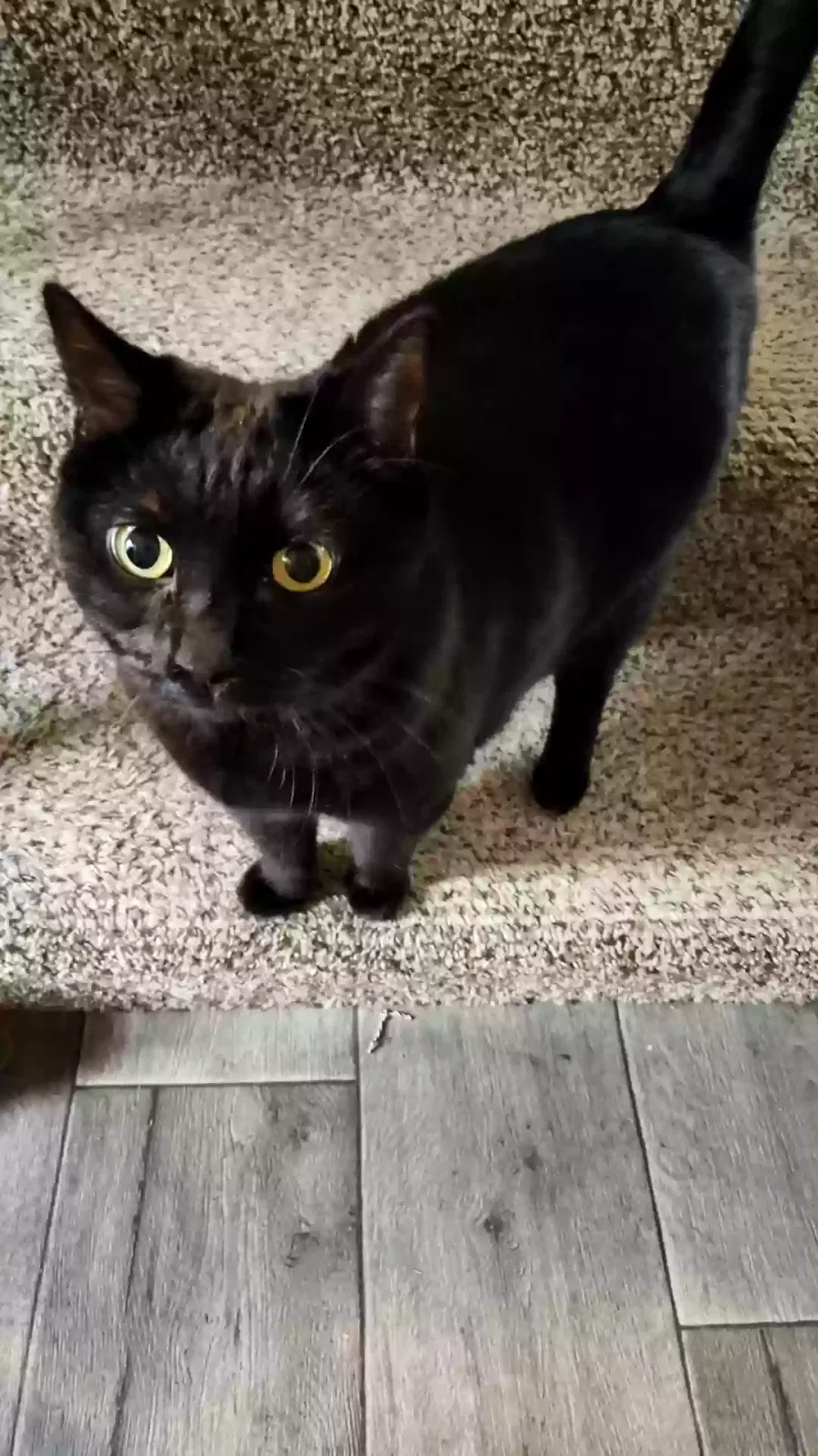Sammy, Unknown Cat for adoption in Mesa, AZ, 85205