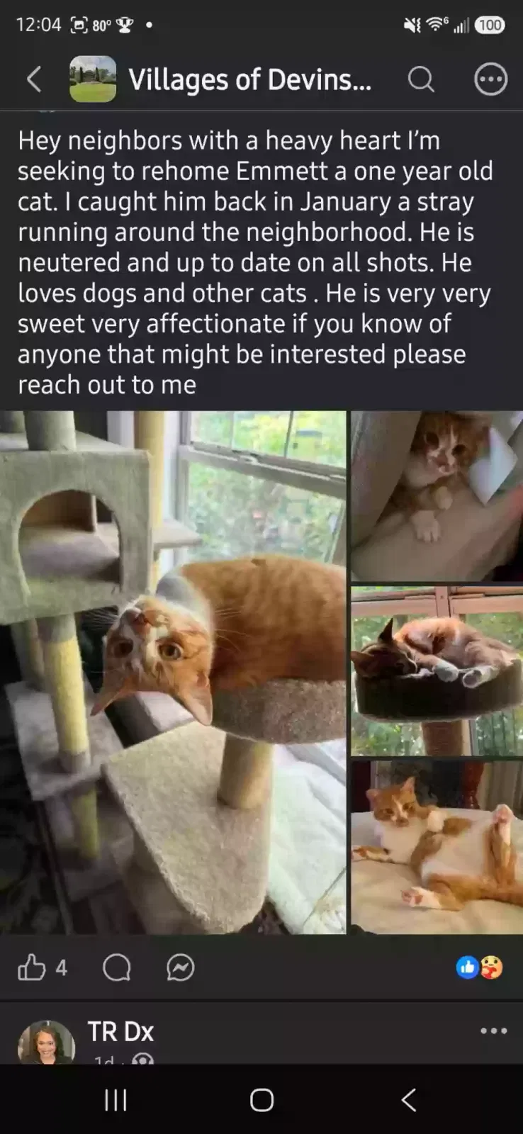 Emmitt, Orange kitten domesticated Cat for adoption in Atlanta, GA, 30350