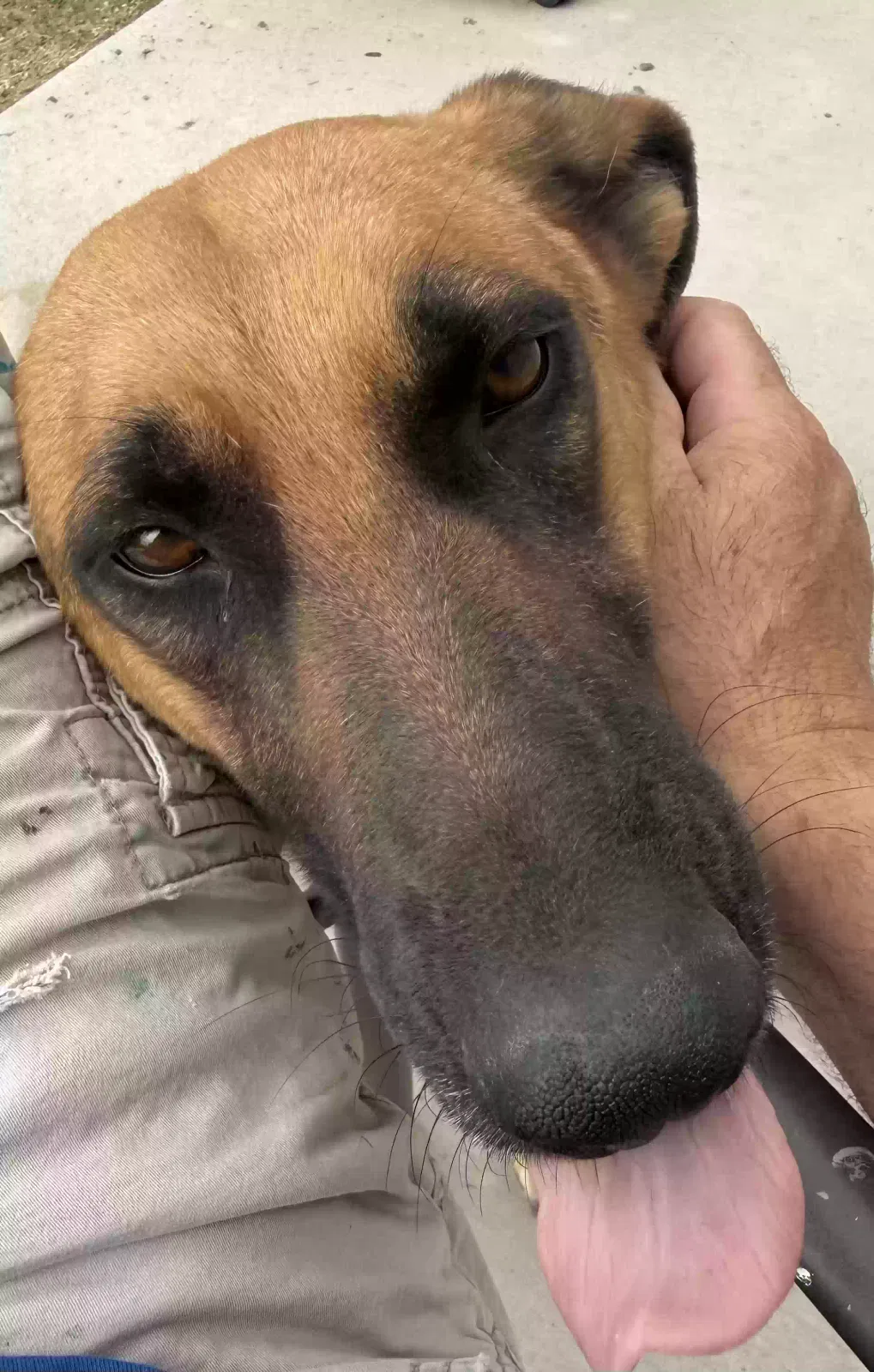 Baby, Black and tan German Shepard Dog for adoption in Paulden, AZ, 86301