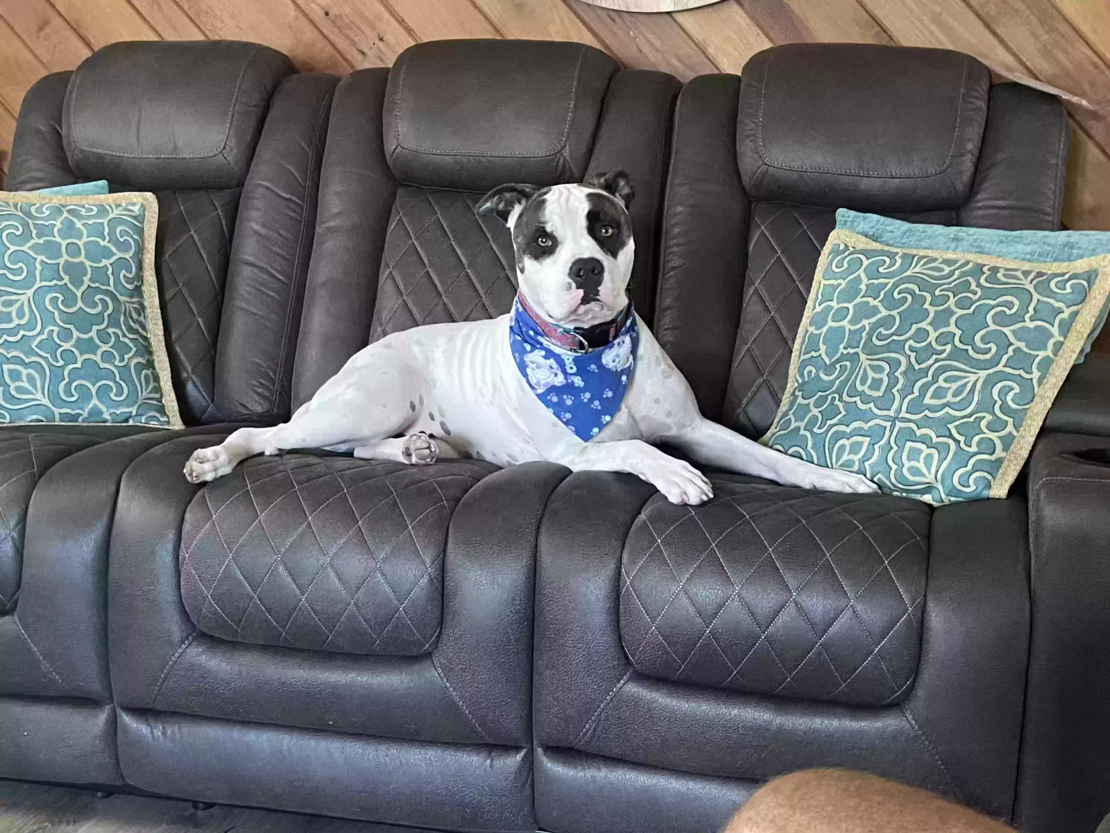 SugarBear, American Bulldog & Red Nose Pitt Dog for adoption in Louisville, OH, 44641