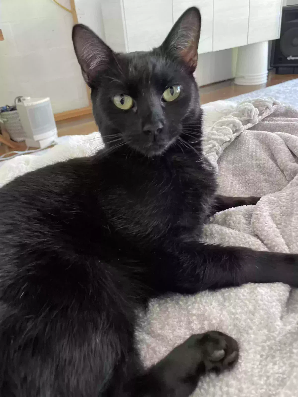 Willow, short hair Cat for adoption in Clearwater, FL, 33755