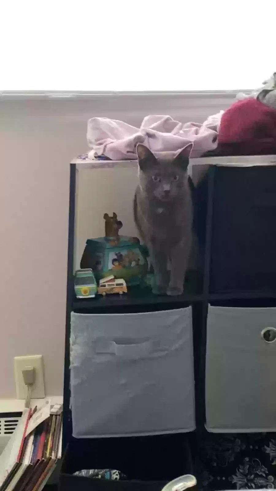 Cat, unknown Cat for adoption in Saint Clair, MI, 48079