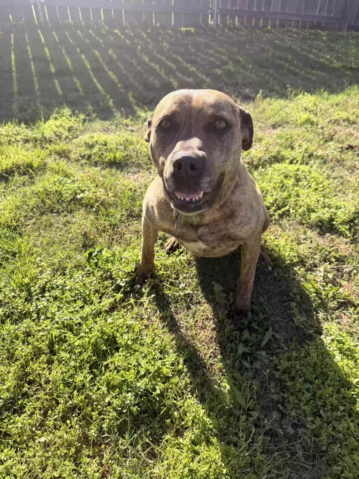 Roxie, Unknown Dog for adoption in Stillwater, OK, 74075