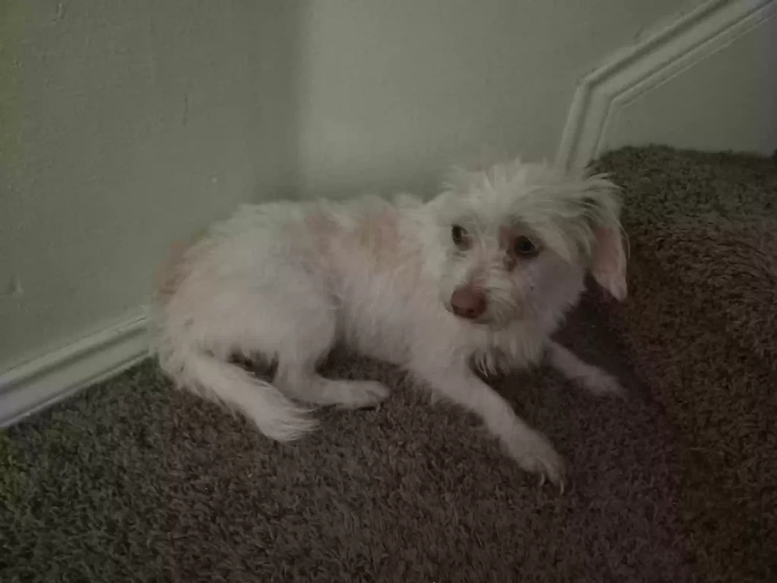 Baby, chi -terrier Dog for adoption in Brownsville, TX, 78526