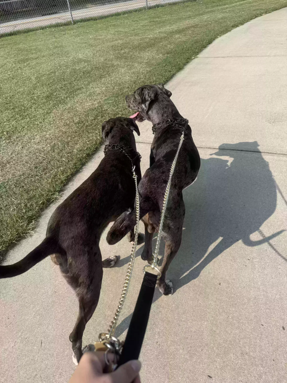 Raine, Great Dane Pitbull mix Dog for adoption in Springfield, MO, 65804