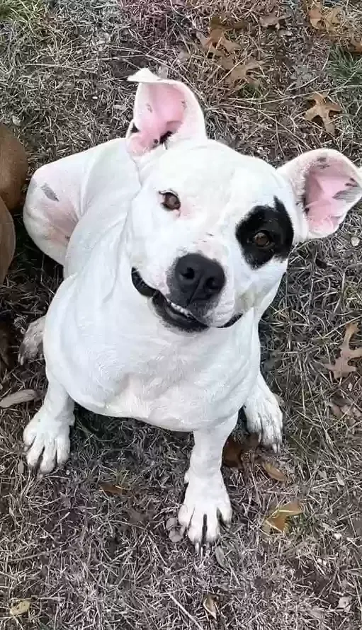 Layla, Pit Bull Dog for adoption in Carencro, LA, 70520