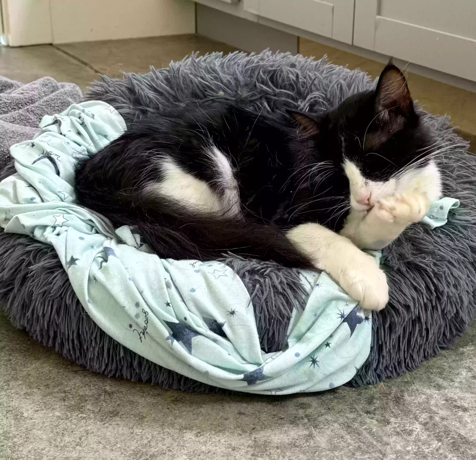 Cat, Unknown Cat for adoption in Bremen, GA, 30110