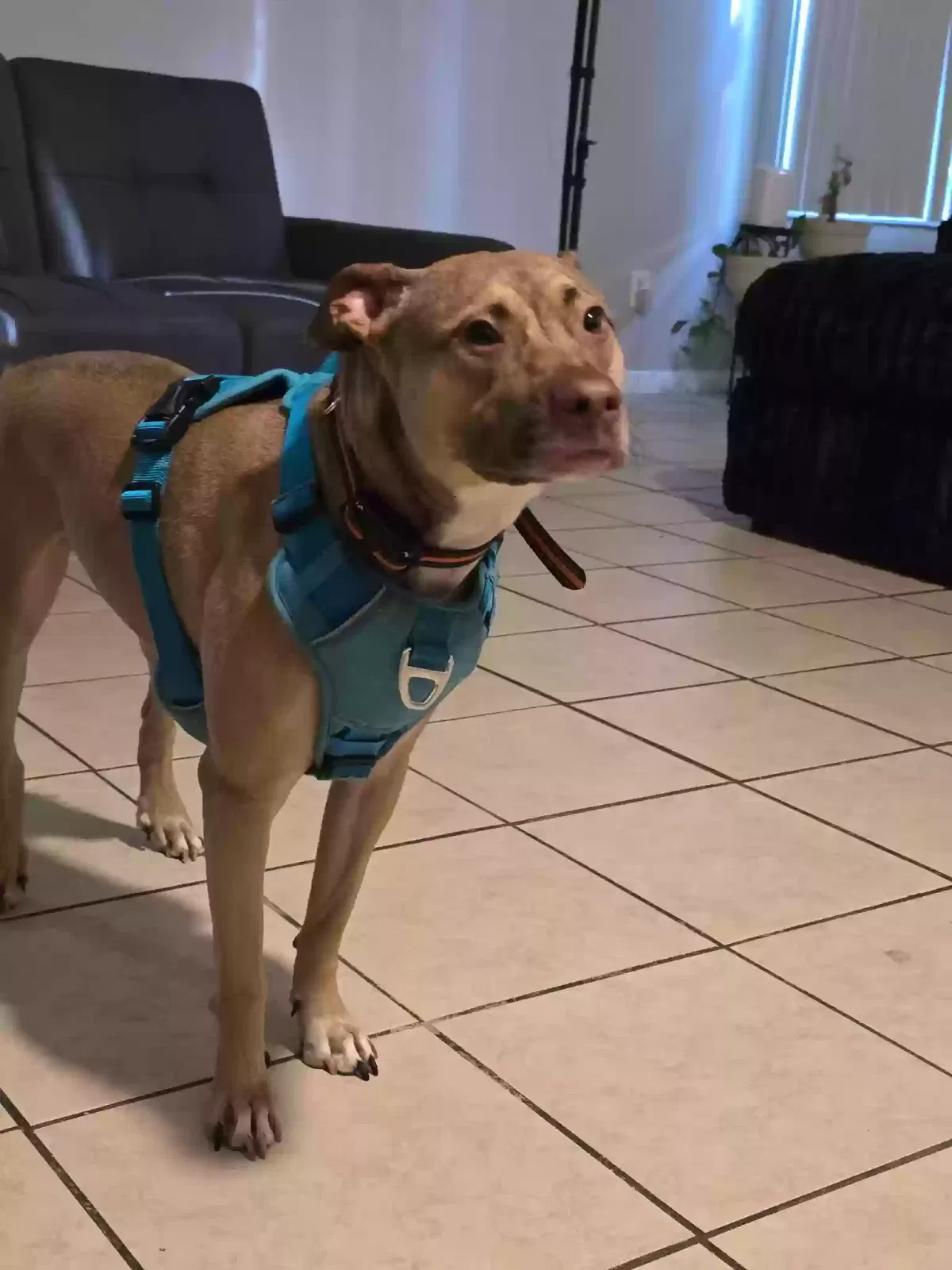 MAX, Pitbull terrier mix Dog for adoption in Jacksonville Beach, FL, 32250