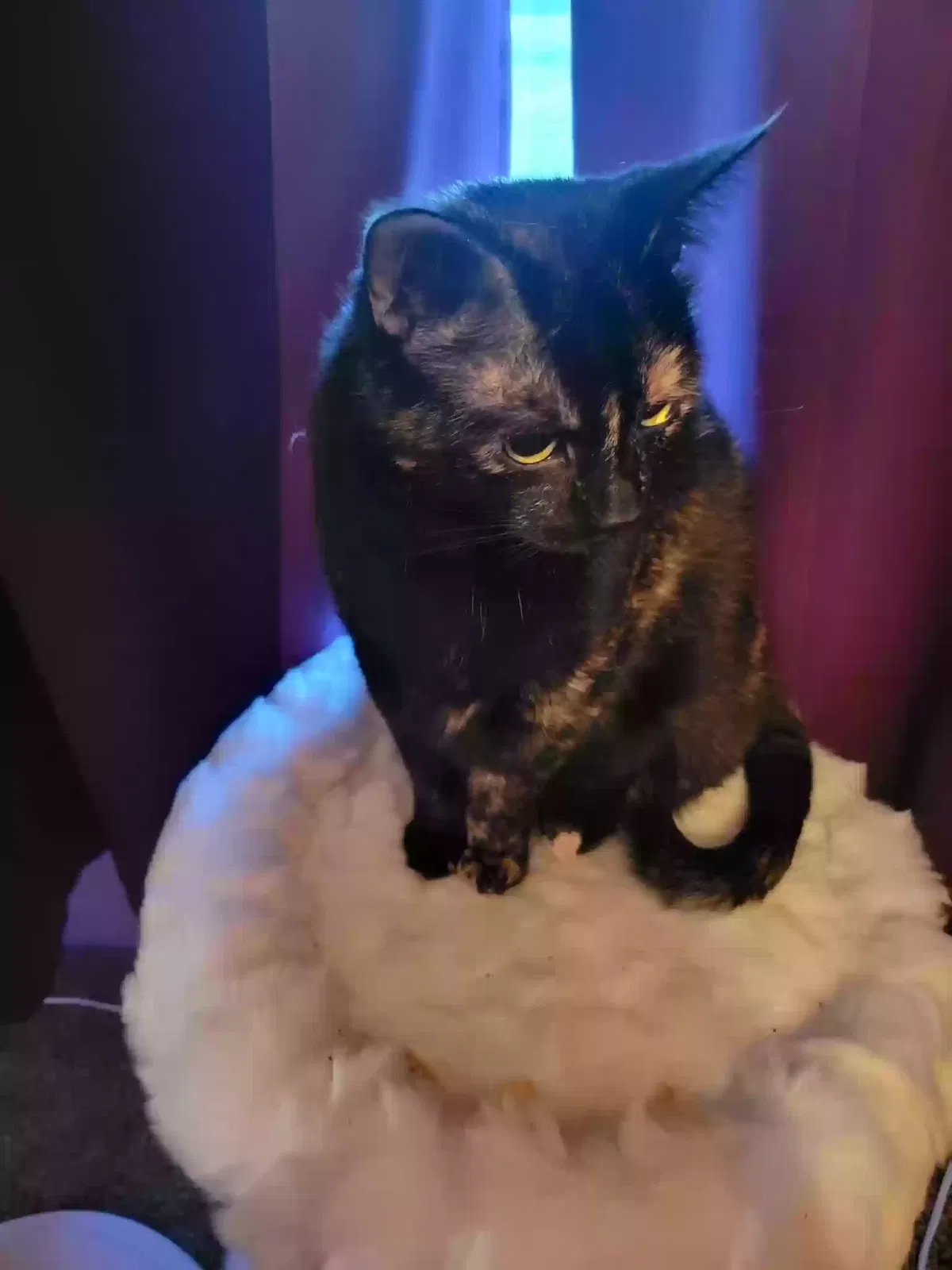 Fancy, Unknown Cat for adoption in Dearborn Heights, MI, 48125