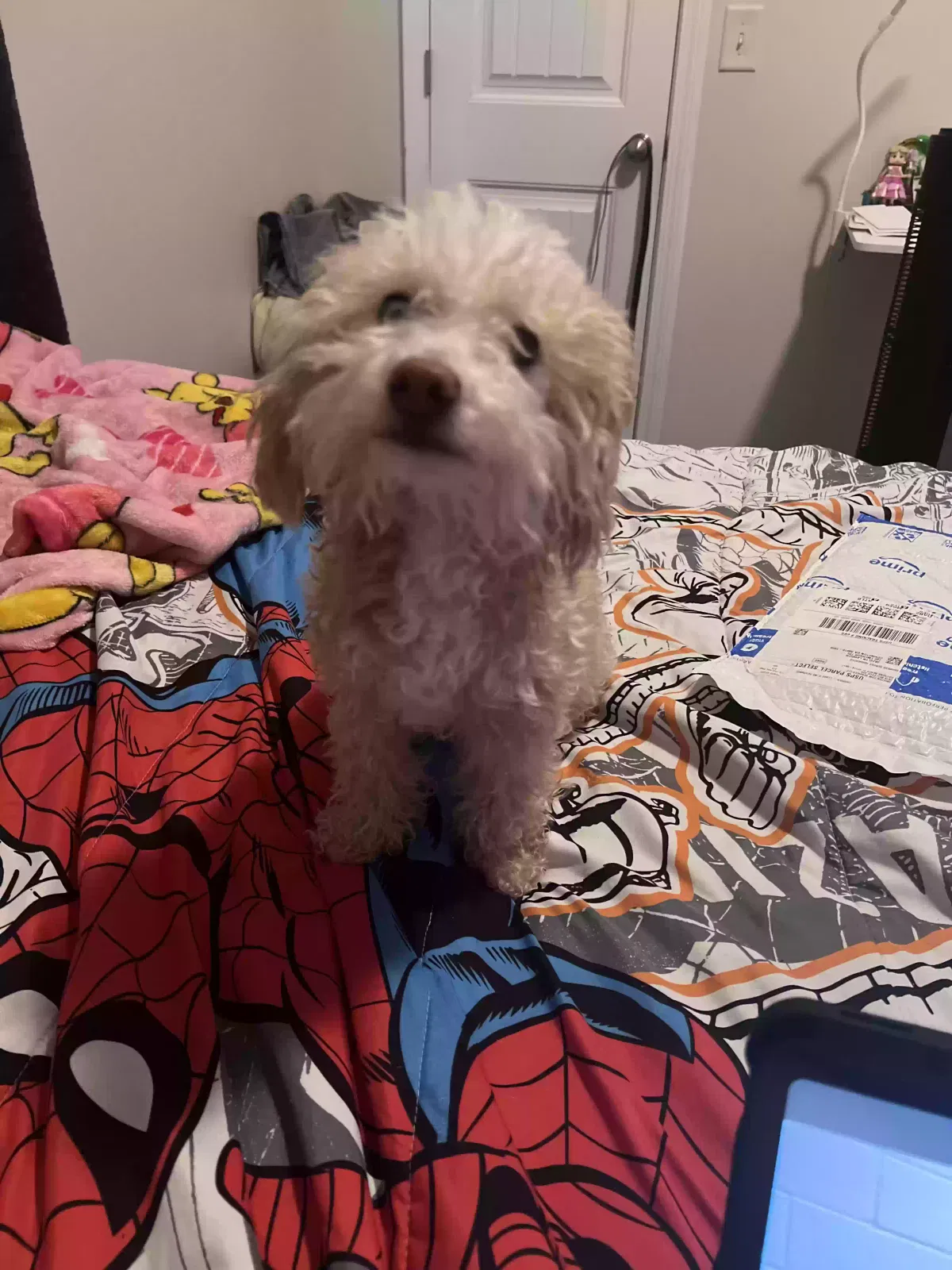 Dog, Mini poodle Dog for adoption in Atlanta, GA, 30339