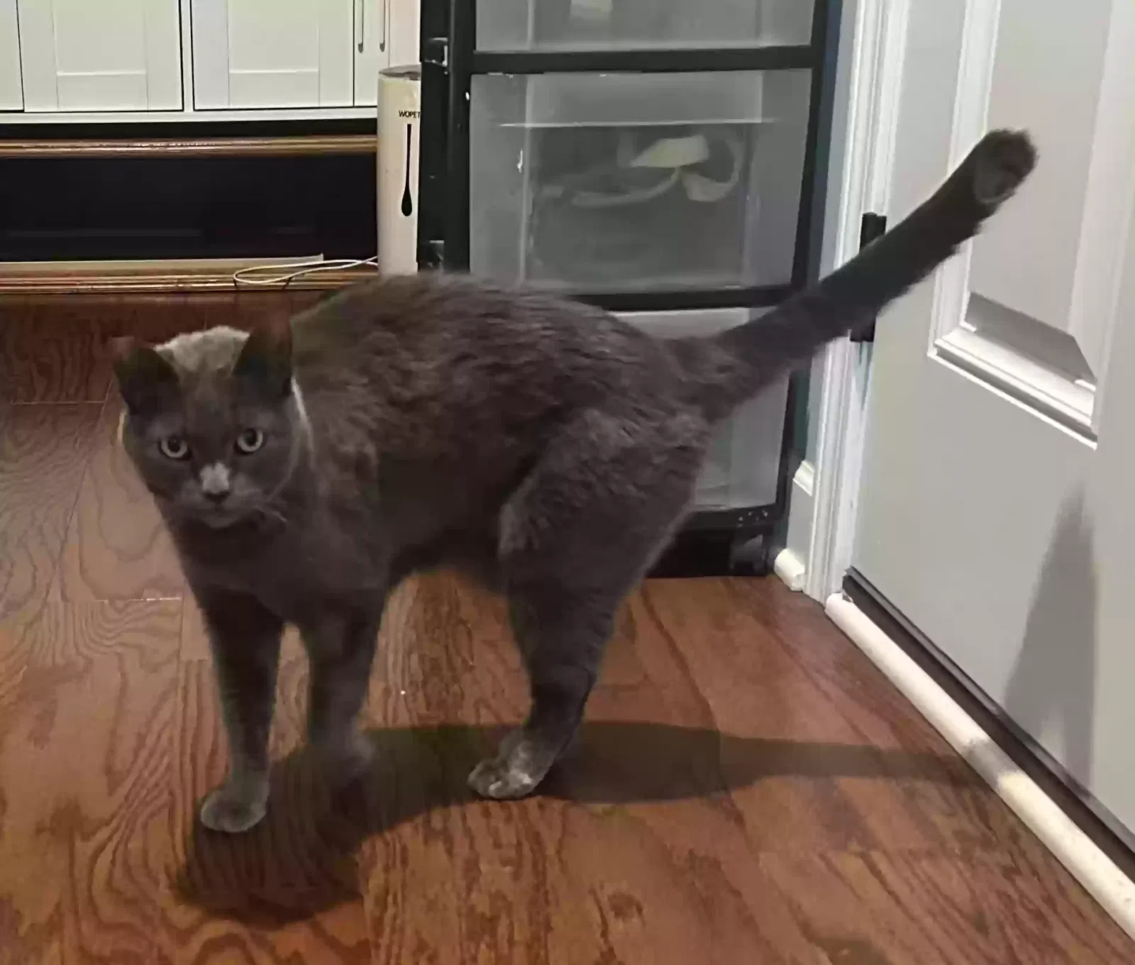 Aster, Russian Blue Cat for adoption in Canal Winchester, OH, 43110
