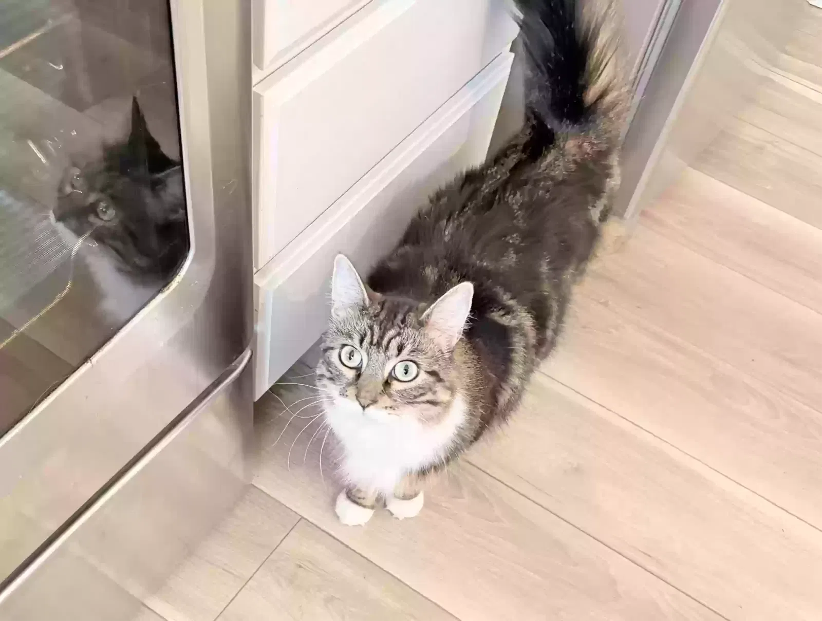 Cat, Unknown Cat for adoption in Manchester, WA, 98353