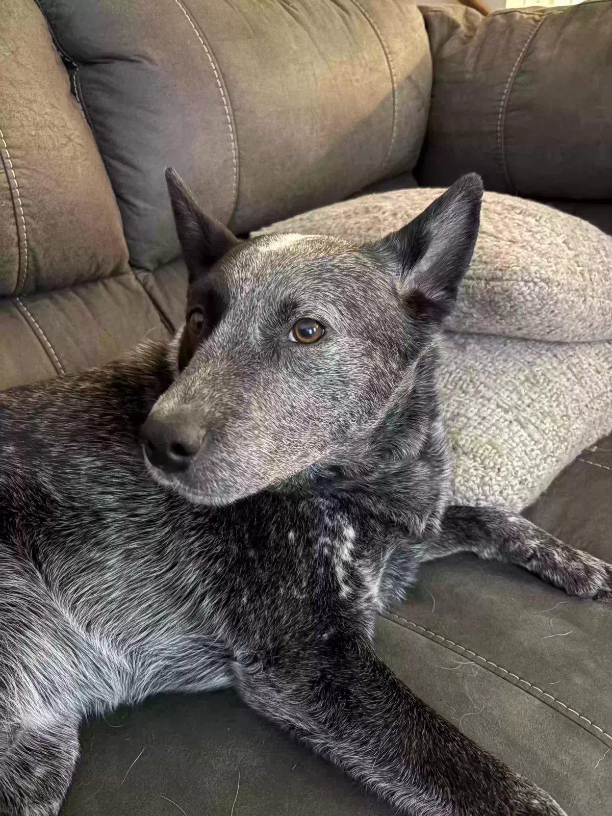 Gunner, Cattle dog Dog for adoption in Leeds, AL, 35094
