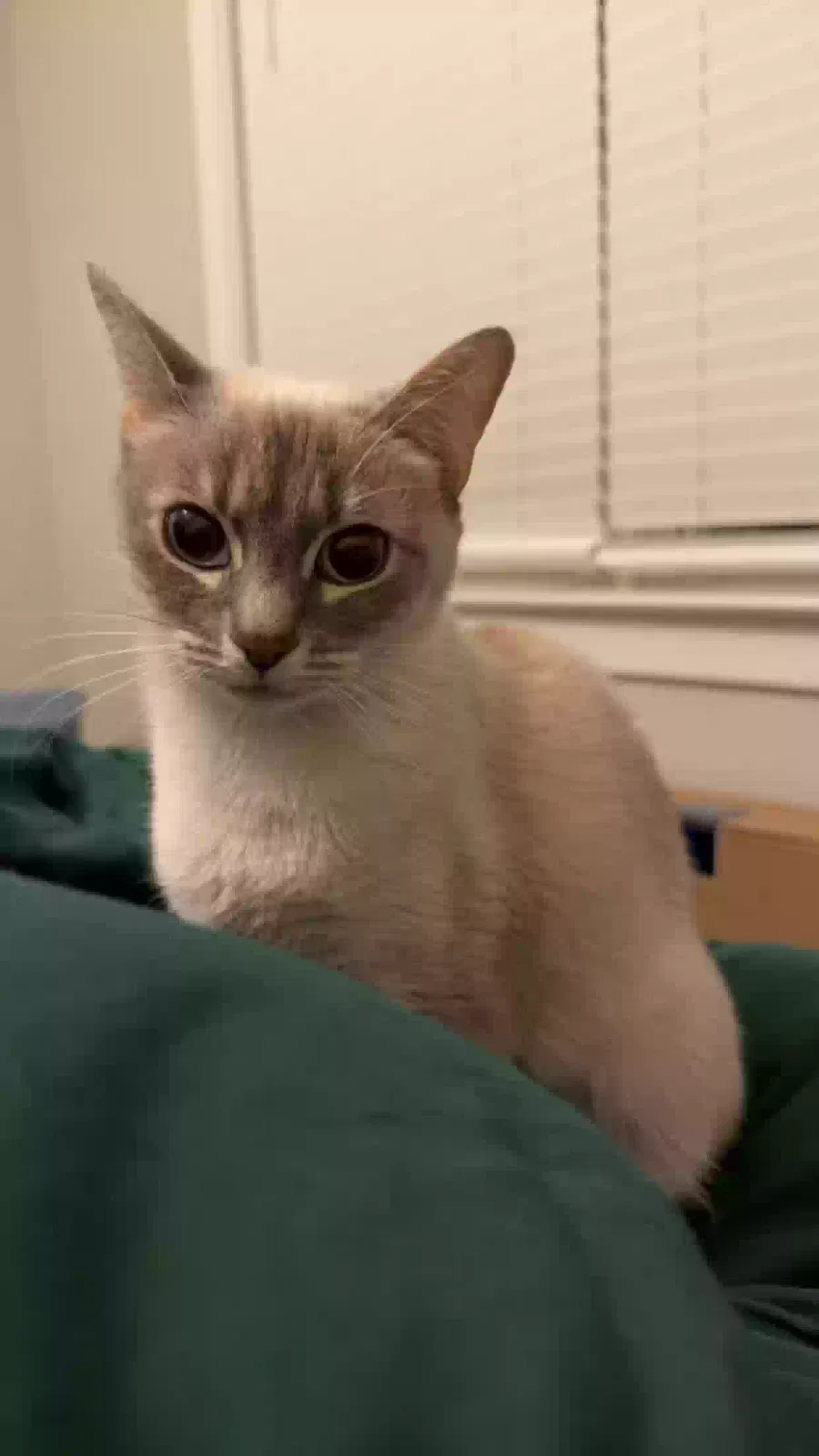 Cat, Lynx Point Siamese Cat for adoption in Cary, NC, 27513