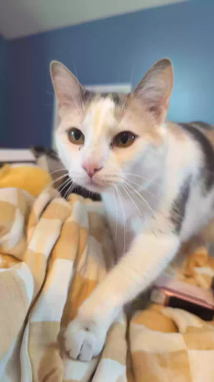 Cat, Calico Cat for adoption in Cary, NC, 27513