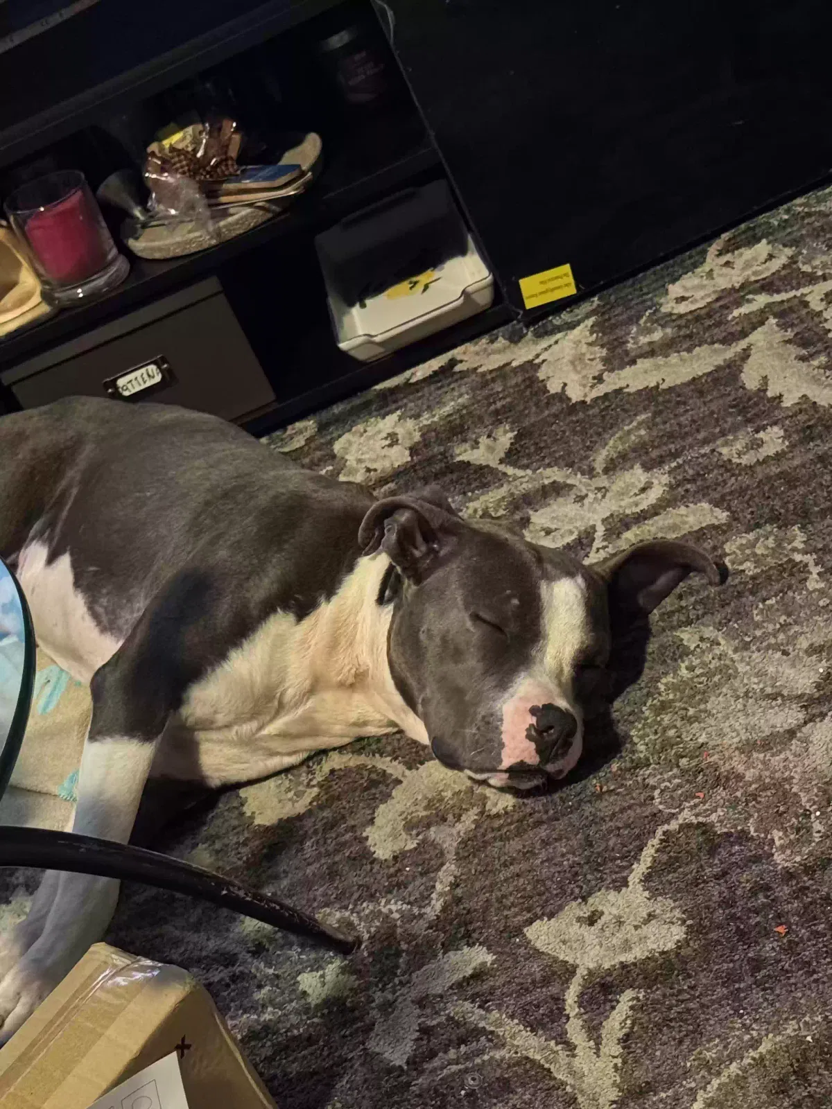Keeper, Mixed pitbull Dog for adoption in Killeen, TX, 76543