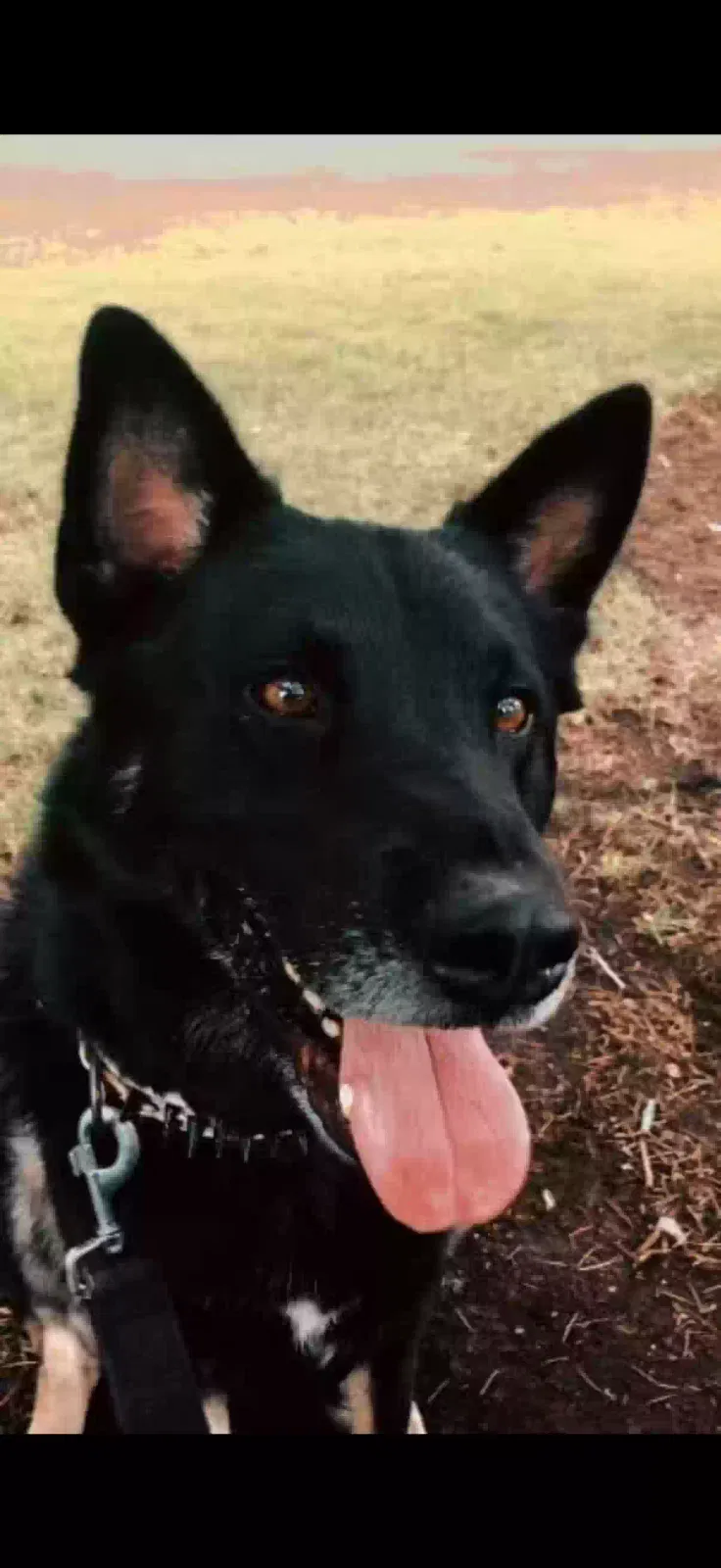 Shadow, German Shepherd Dog for adoption in Corpus Christi, TX, 78414