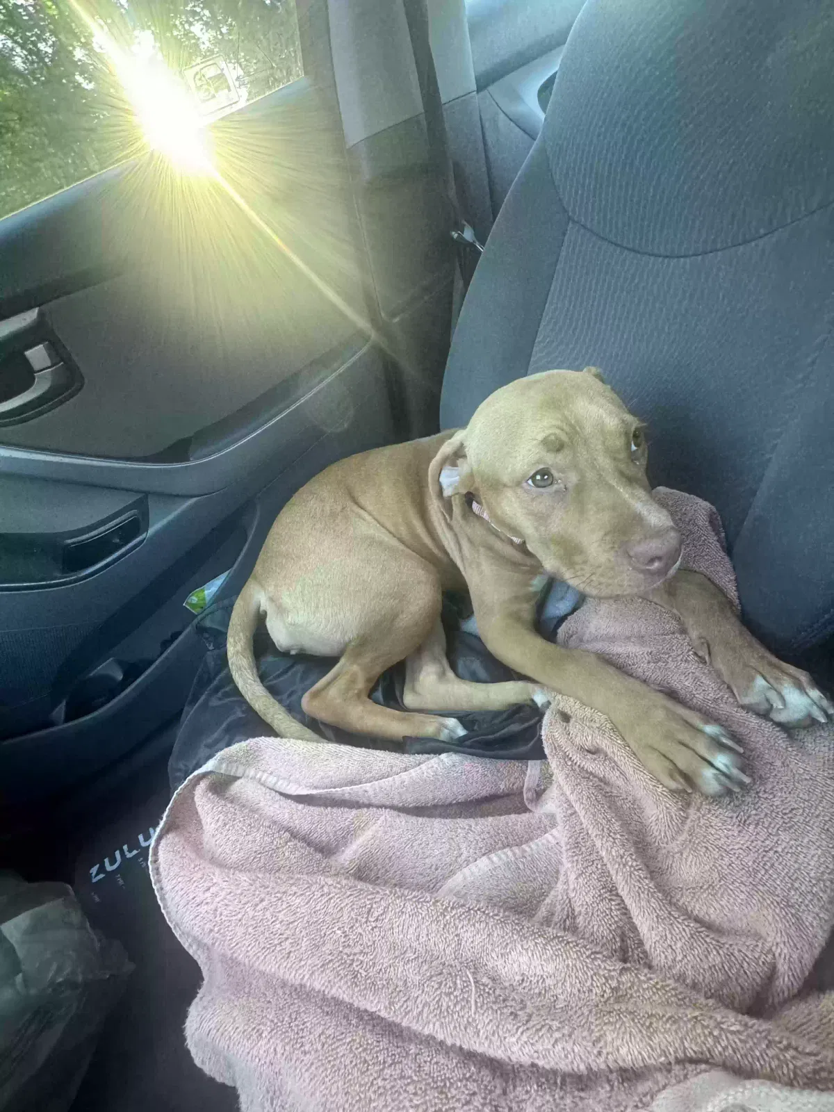 Beef tallow, Unknown Dog for adoption in Alpharetta, GA, 30022
