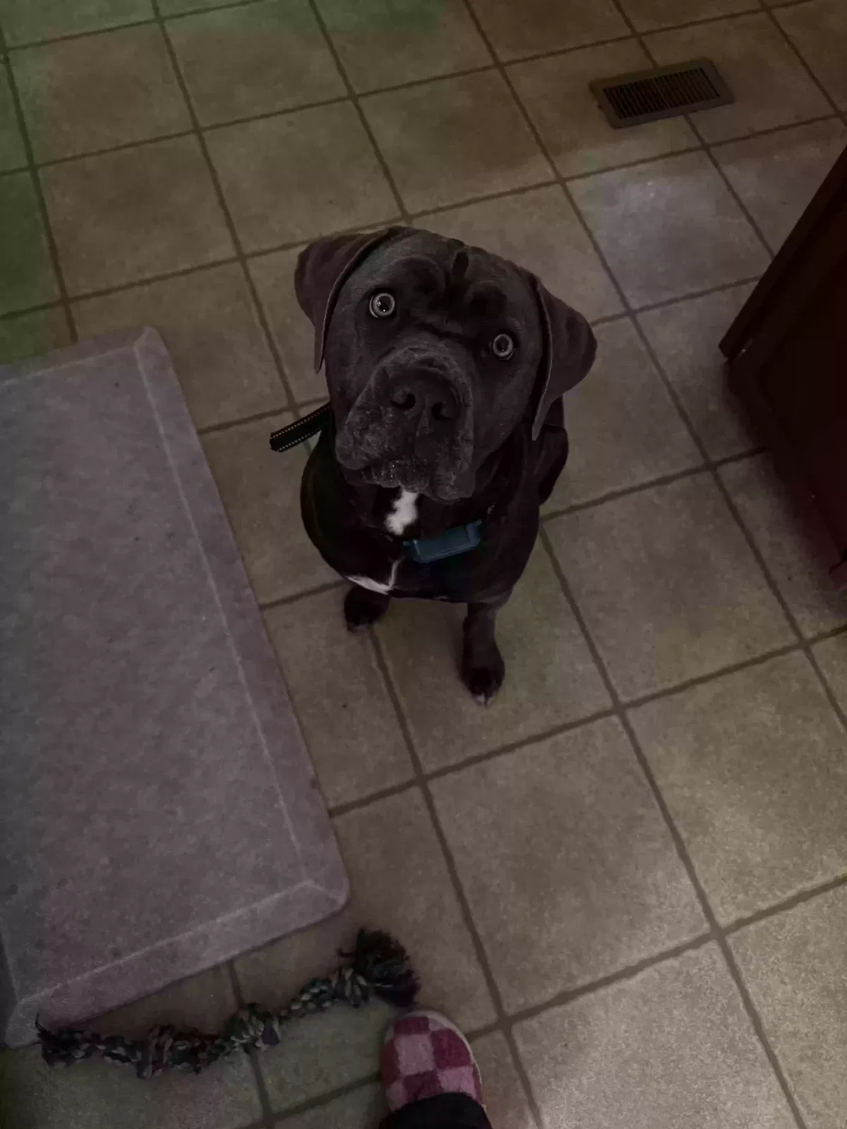 Luna, cane corso Dog for adoption in Hephzibah, GA, 30815