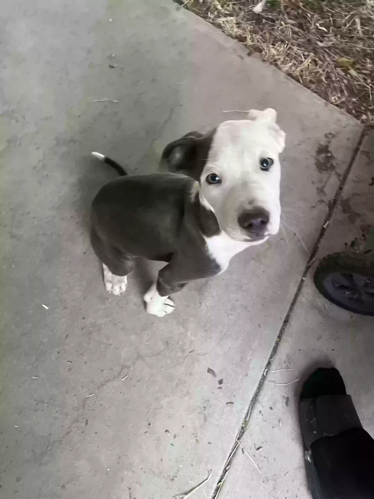 King, Pitbull mix Dog for adoption in Apple Valley, CA, 92308