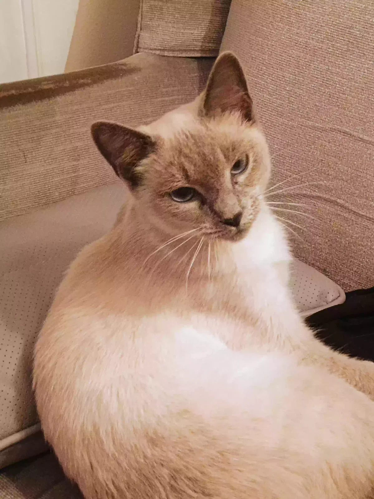 Ginger, Siamese Lilac Point Cat for adoption in Raleigh, NC, 27610