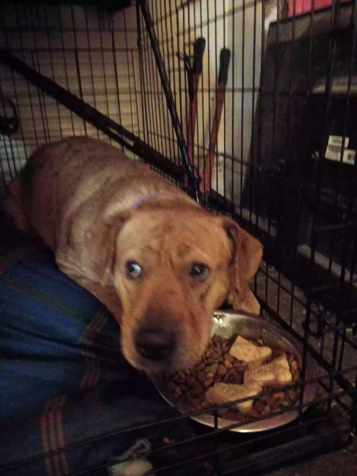 Baye, Pit mix Dog for adoption in Hamilton, OH, 45011