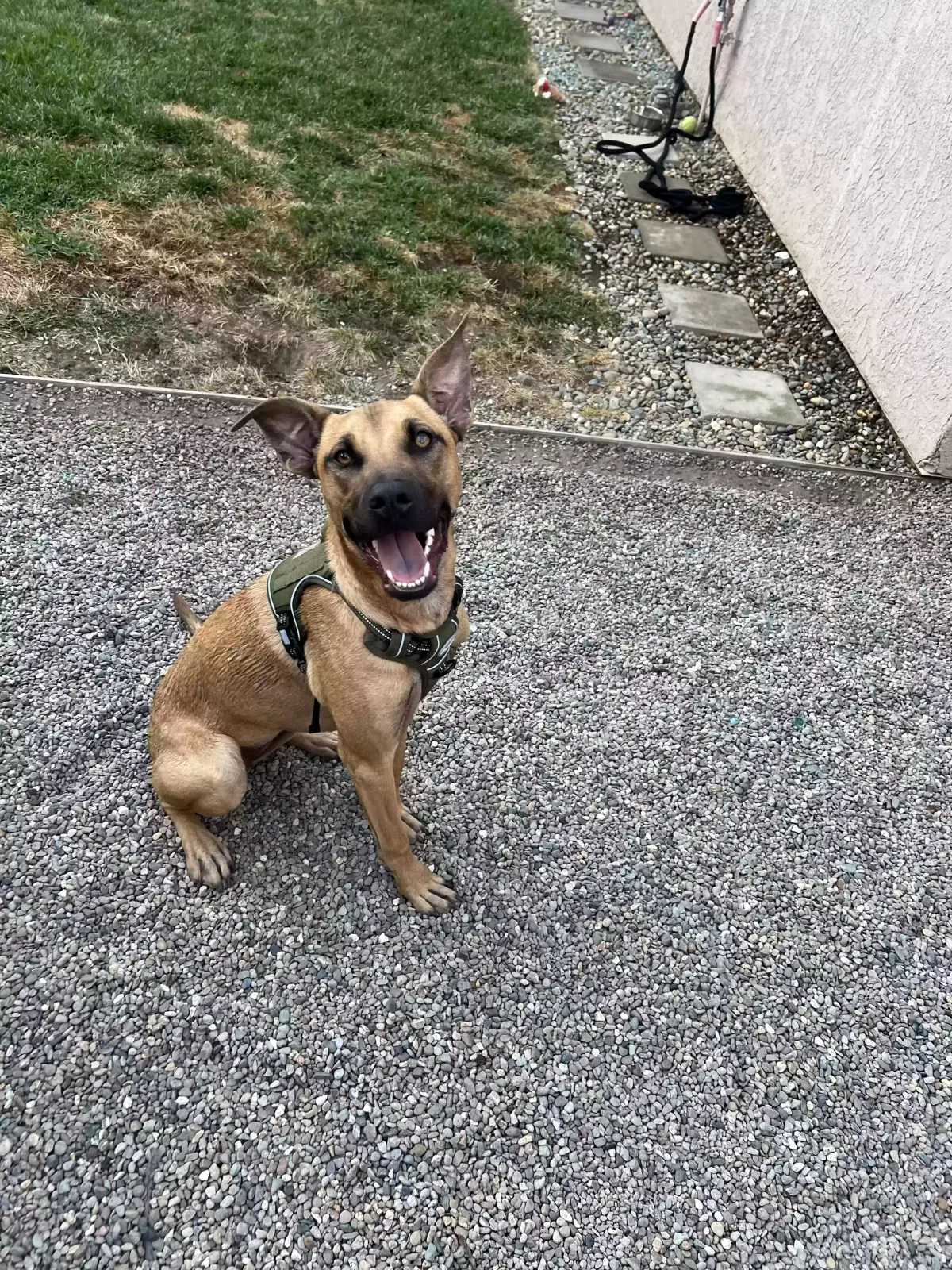Peanut, Belgium Malinois Dog for adoption in Fresno, CA, 93720