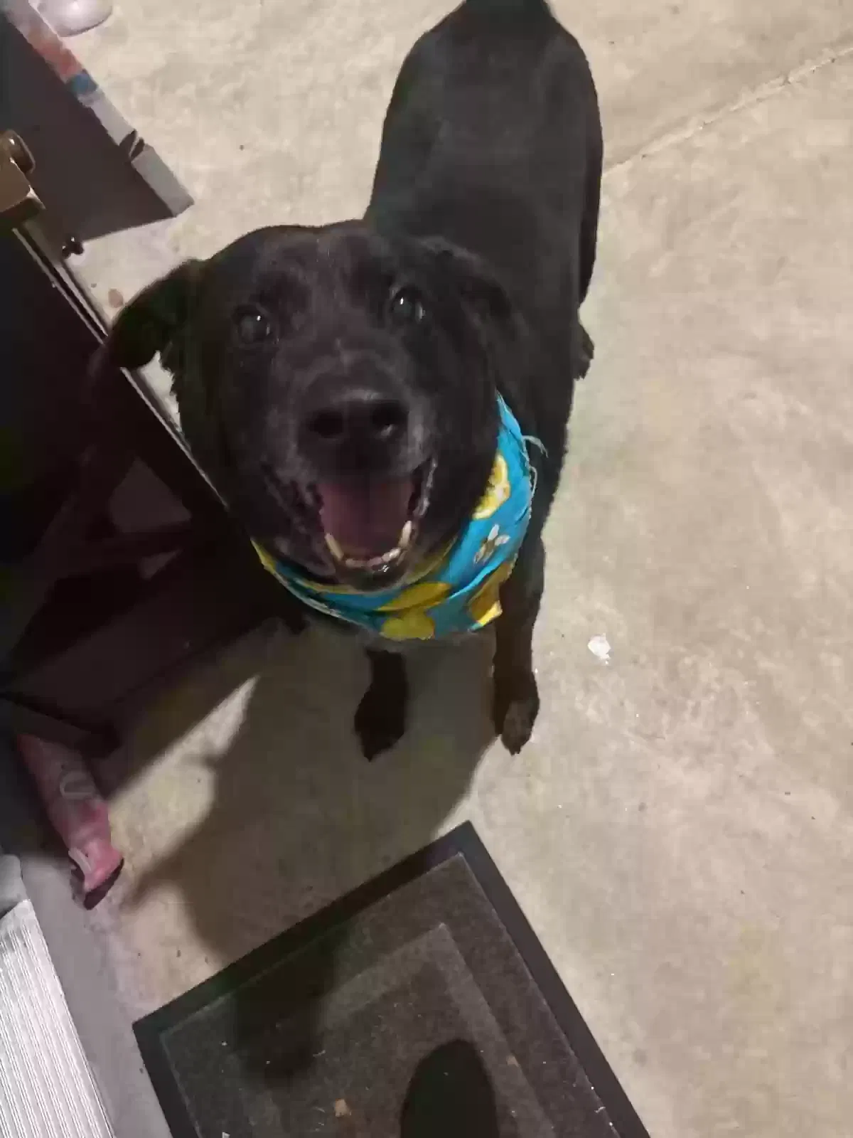 Bandit, Unknown Dog for adoption in Conyers, GA, 30094
