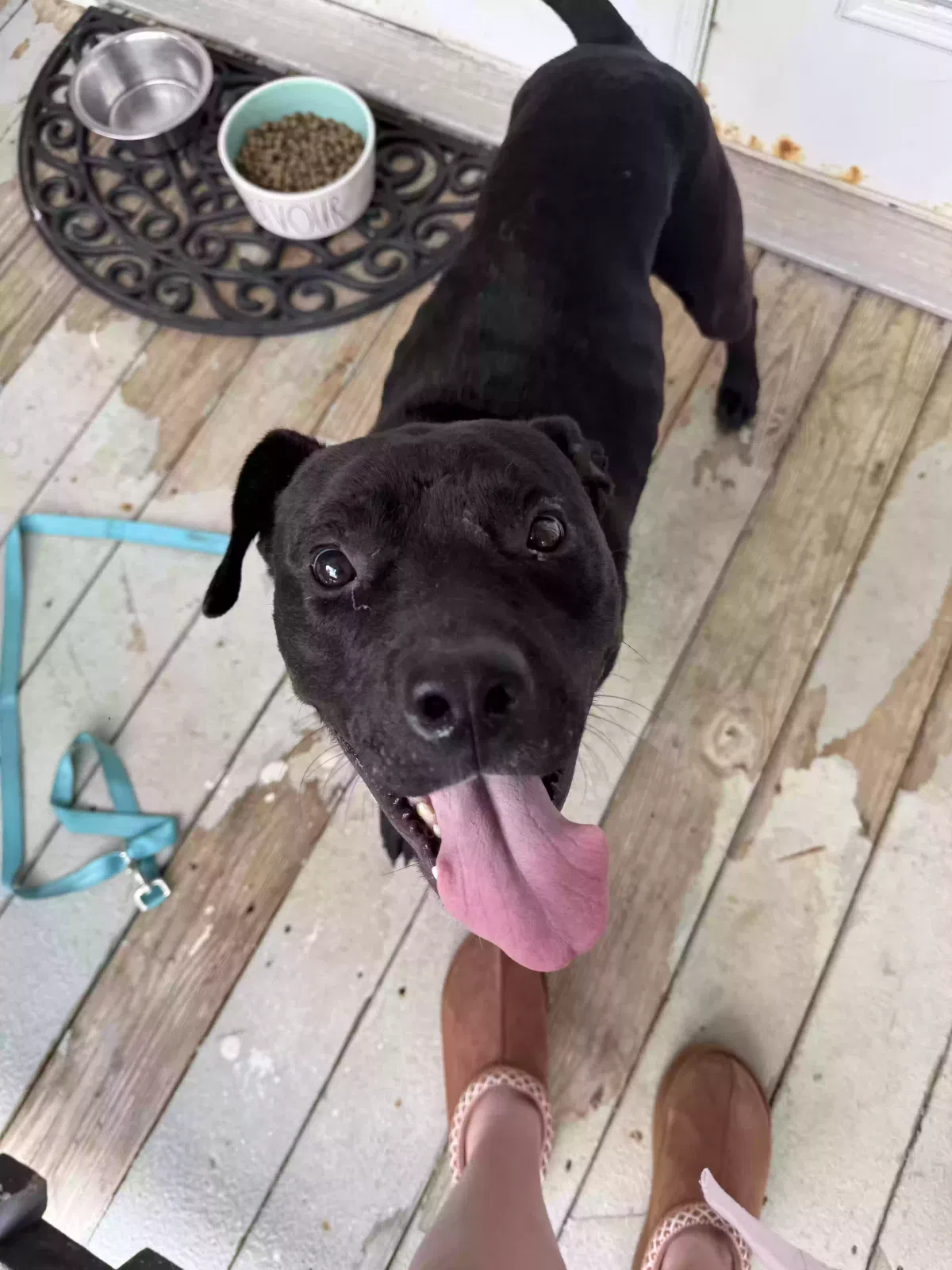 Saint, Pitbull Mix Dog for adoption in Columbia, LA, 71418