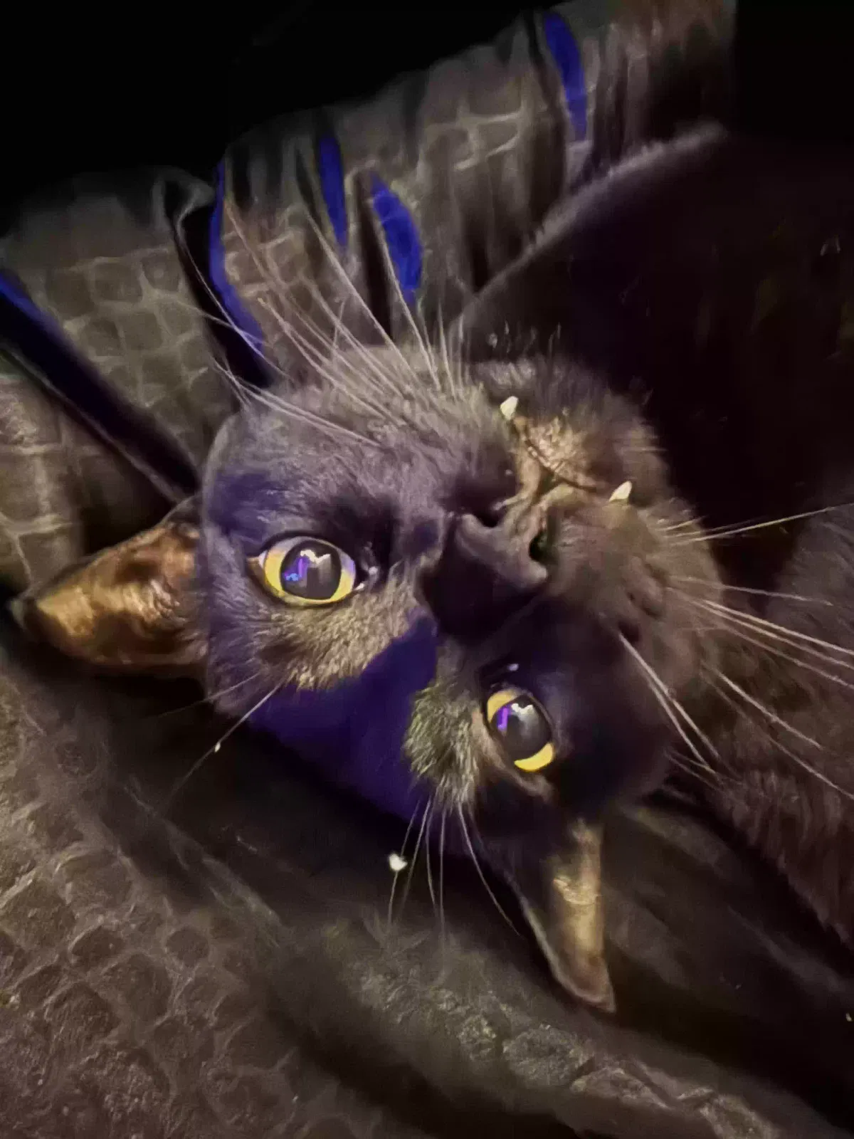 Frankie, Unknown Cat for adoption in Rancho Cordova, CA, 95670