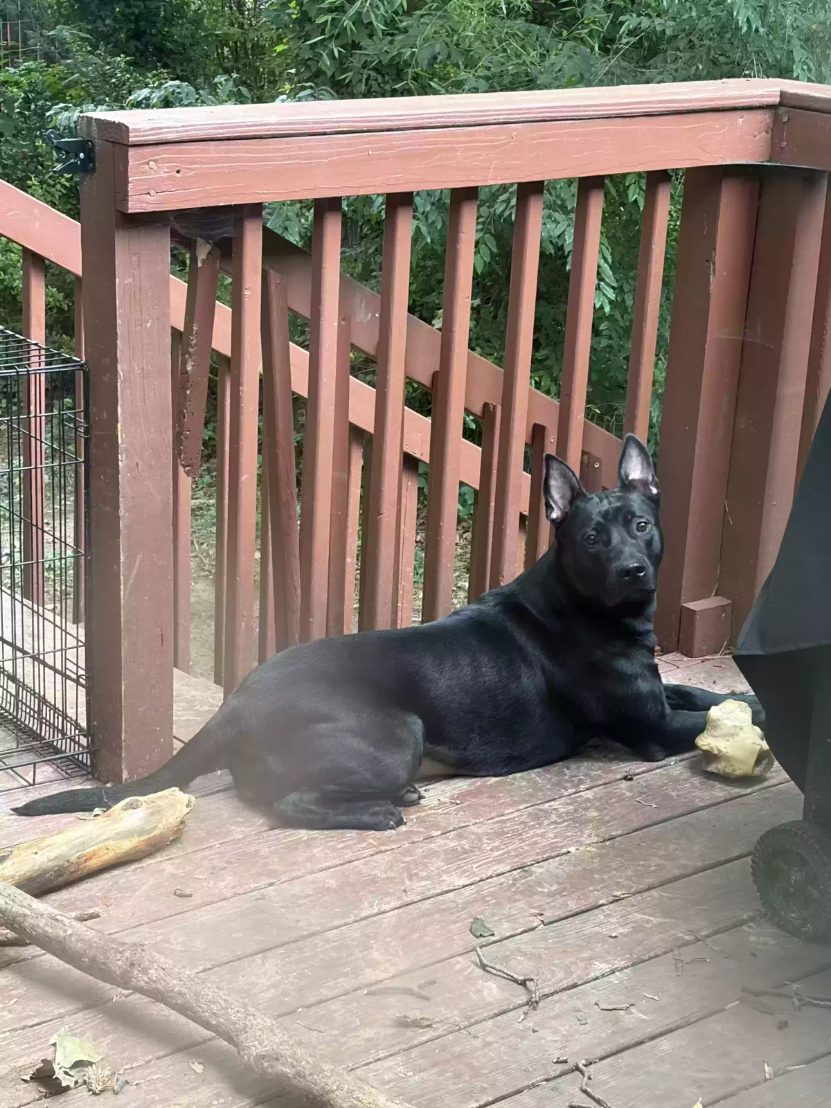 Dog, Unknown Dog for adoption in Decatur, GA, 30034