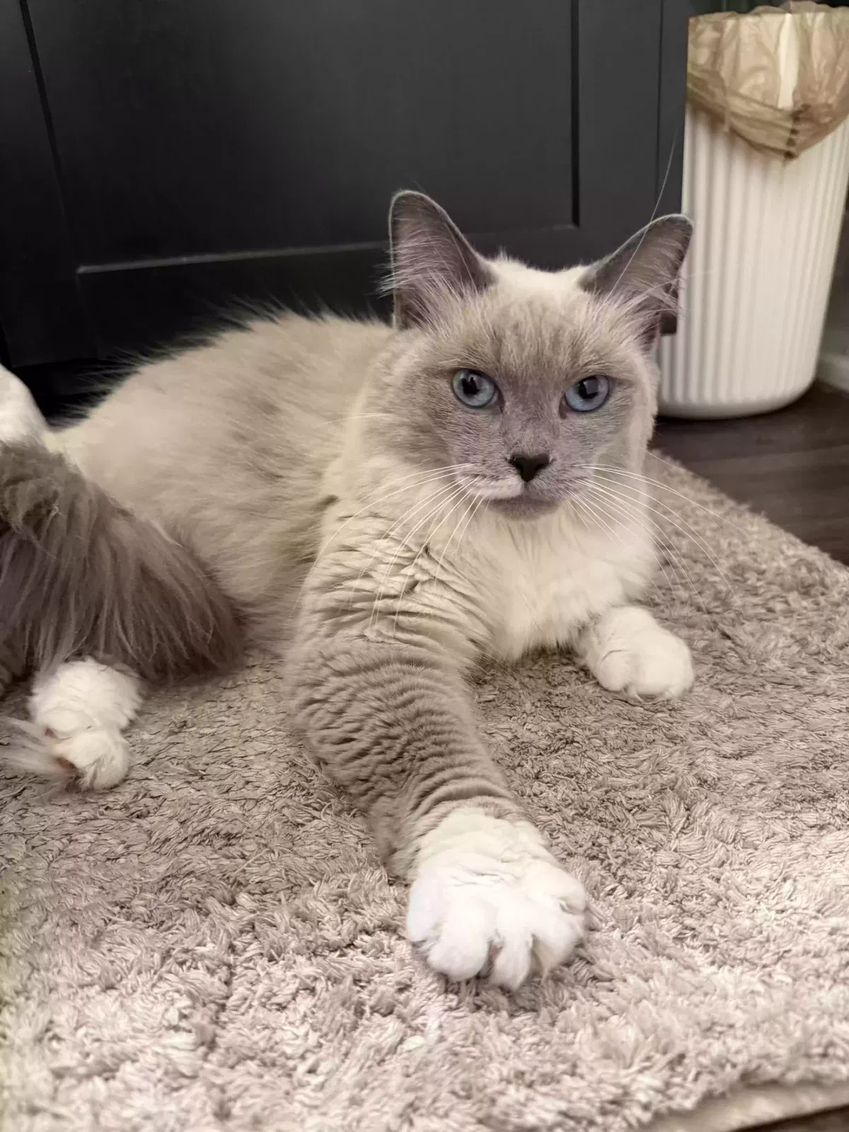 Stormi, Ragdoll Cat for adoption in Indianapolis, IN, 46250