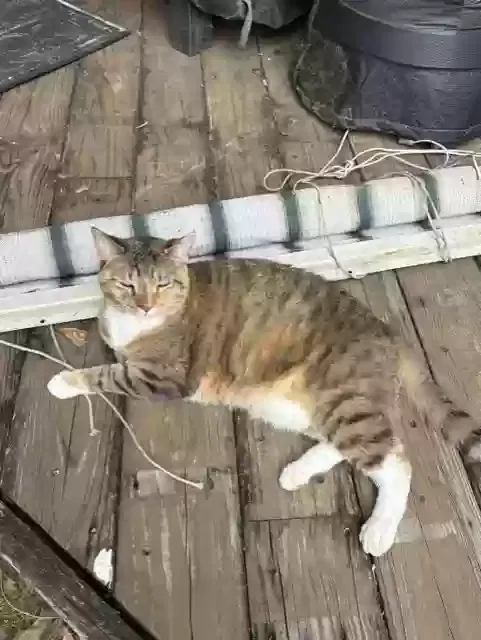 Luna, Unknown Cat for adoption in Dacula, GA, 30019
