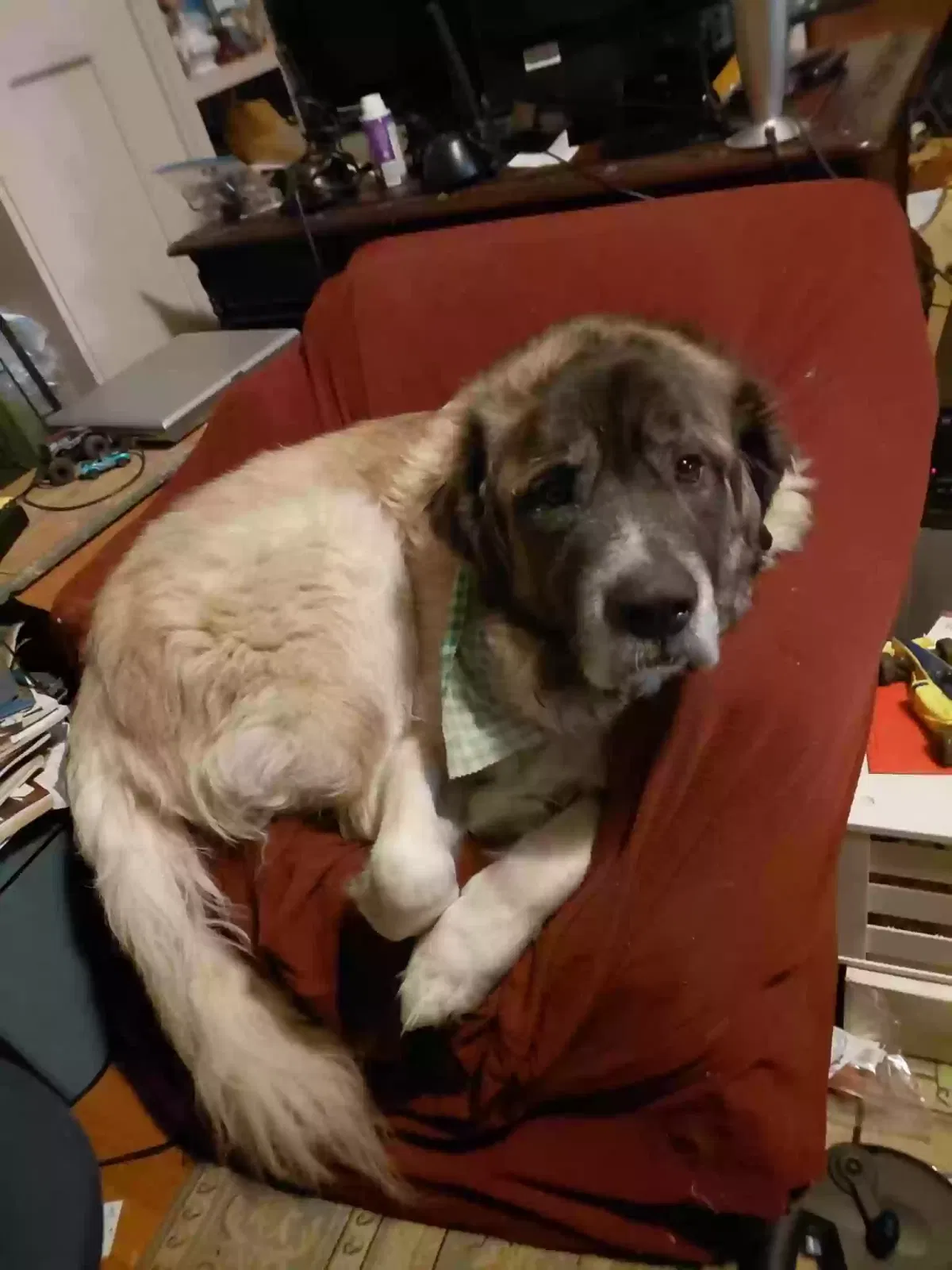 Dog, Great Pyrenees mastiff Dog for adoption in Lynchburg, VA, 24502