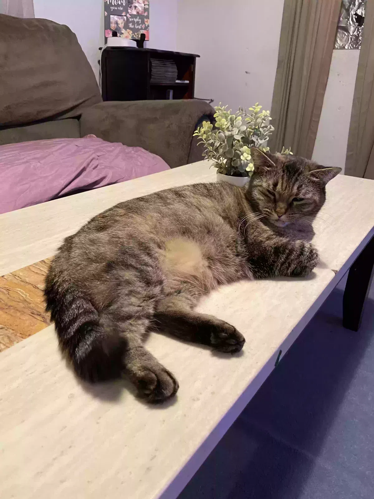 Gustave, American Short Hair Cat for adoption in Dos Palos, CA, 93620