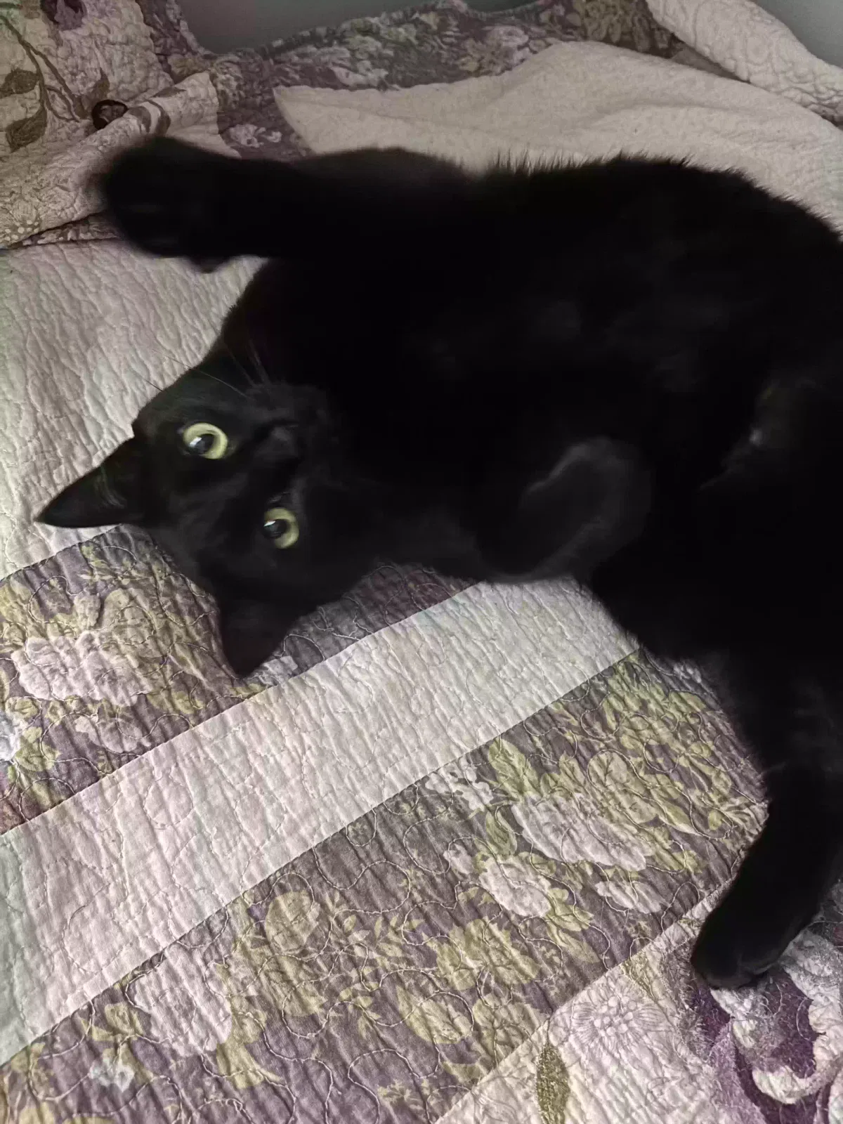 Darnell, Unknown Cat for adoption in Pembroke, GA, 31321