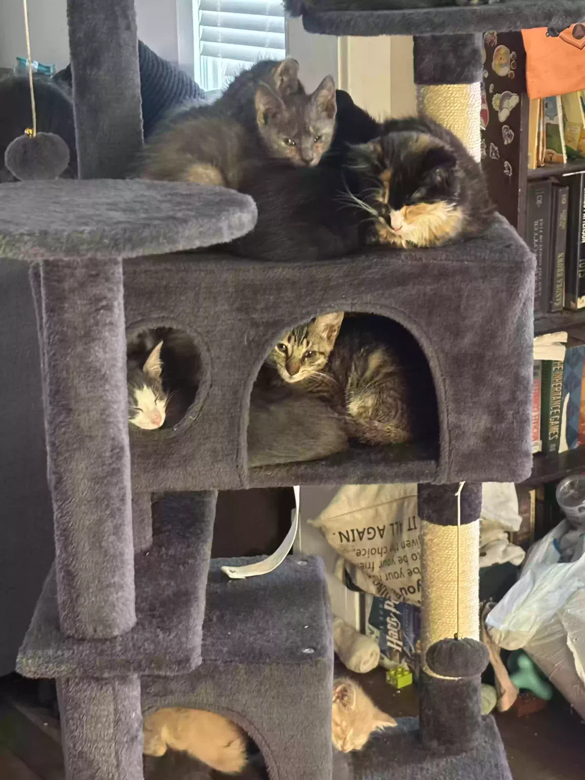 Multiple, Multiple Cat for adoption in Chambersburg, PA, 17201