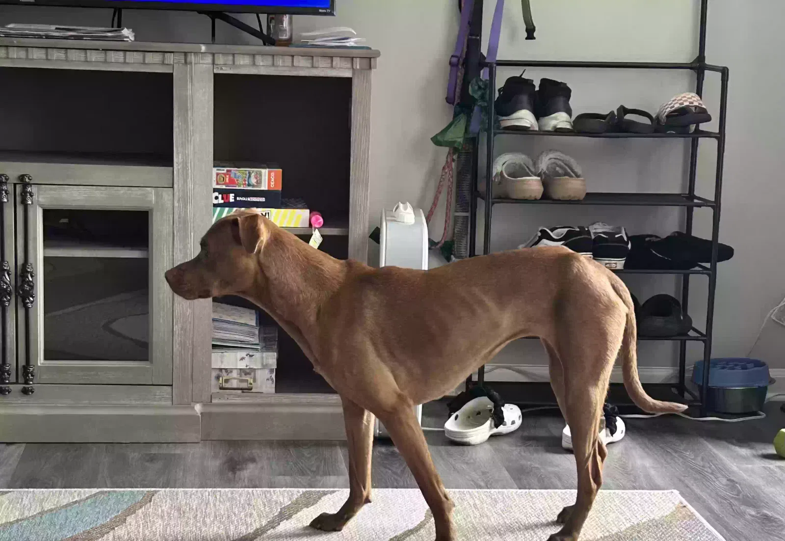 Dog, Unknown Dog for adoption in Leland, NC, 28451