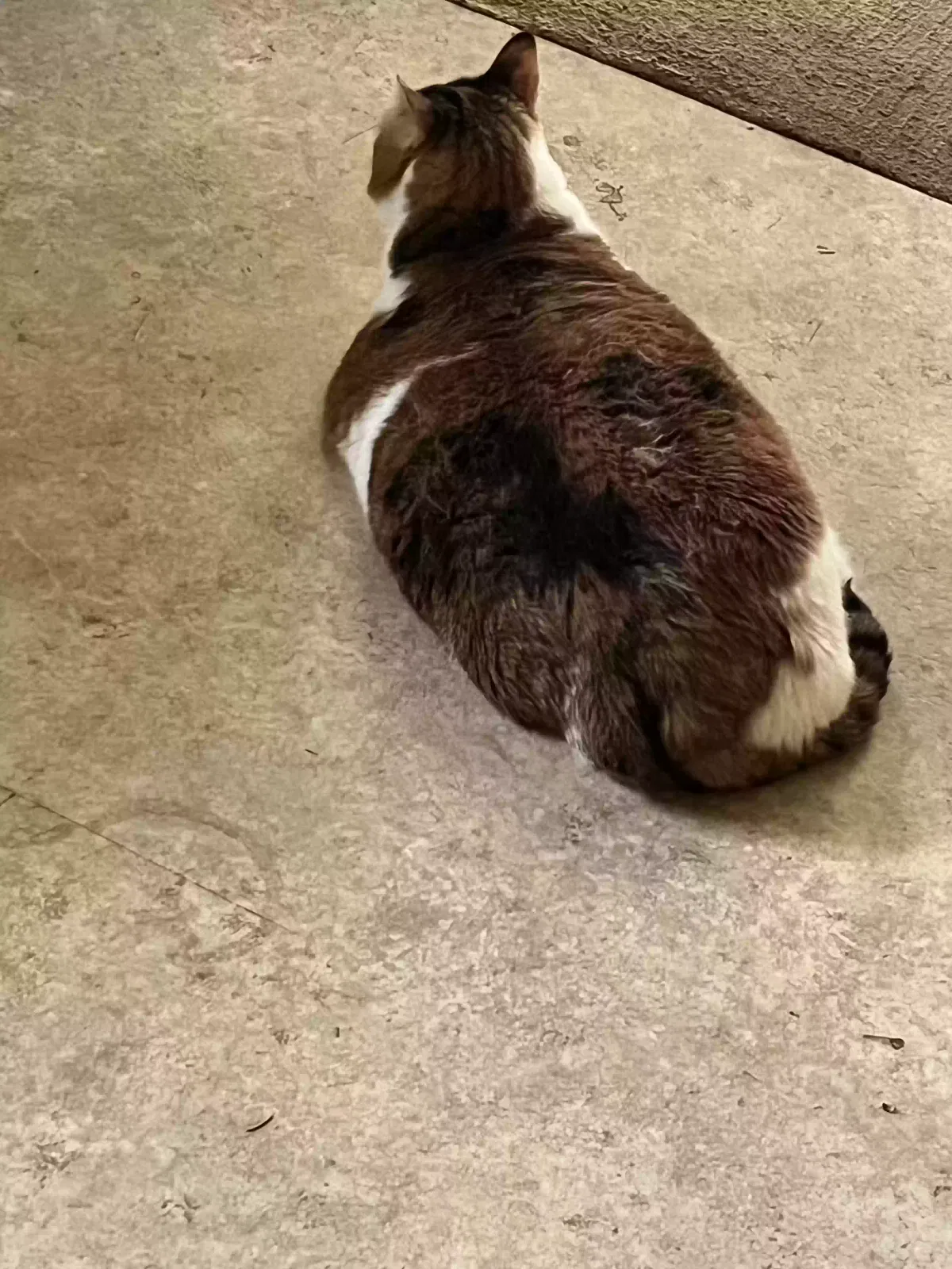 Rosie, Calico Cat for adoption in Middletown, PA, 17057