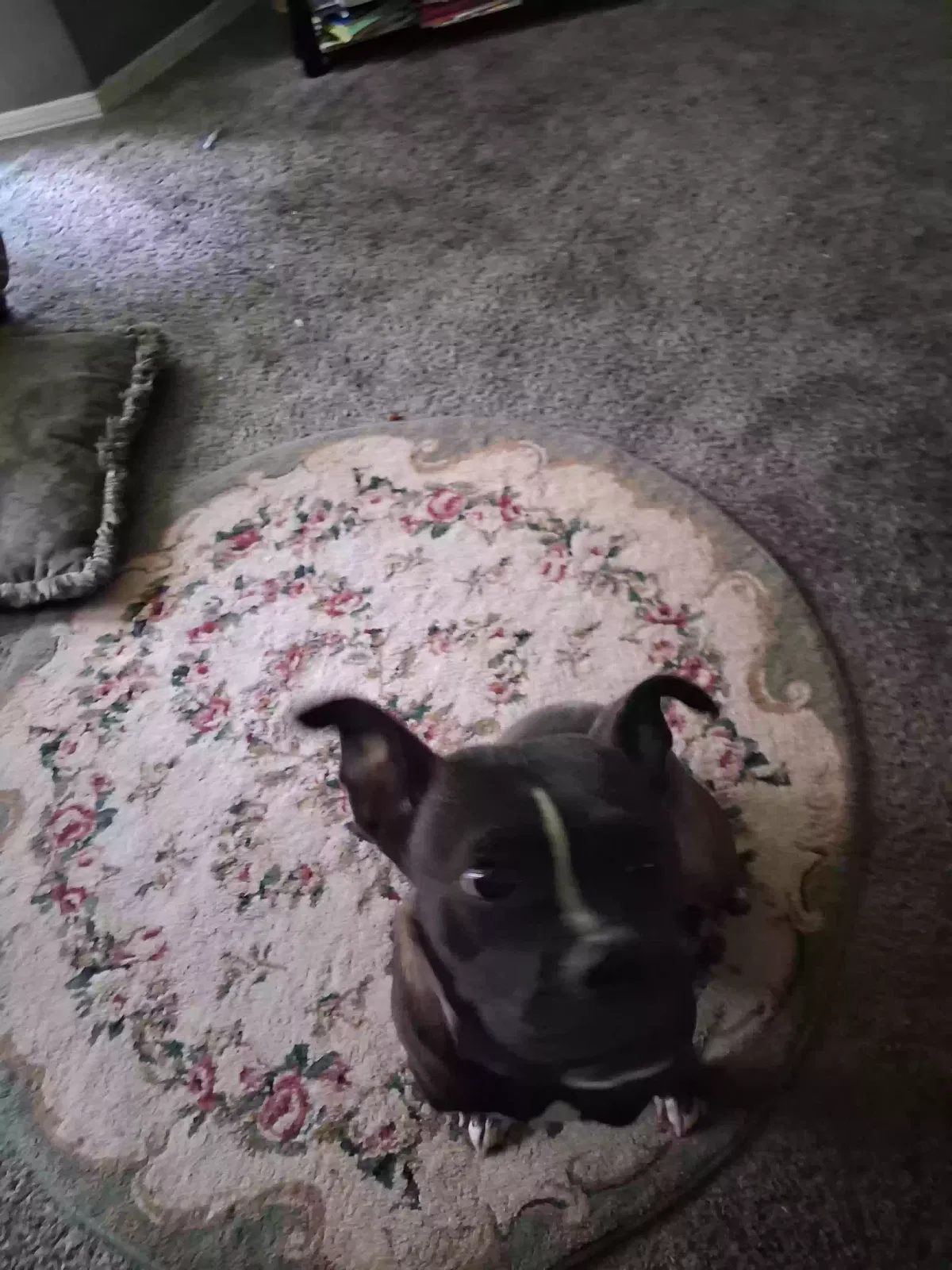 Oreo, Anita Boxer mix Dog for adoption in Lithonia, GA, 30058